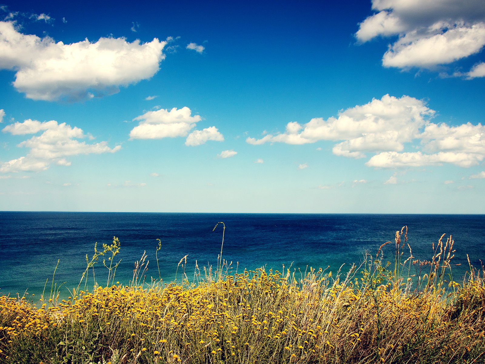 Обои цветы, трава, облака, берег, море, вид, flowers, grass, clouds, shore, sea, view разрешение 2880x1800 Загрузить