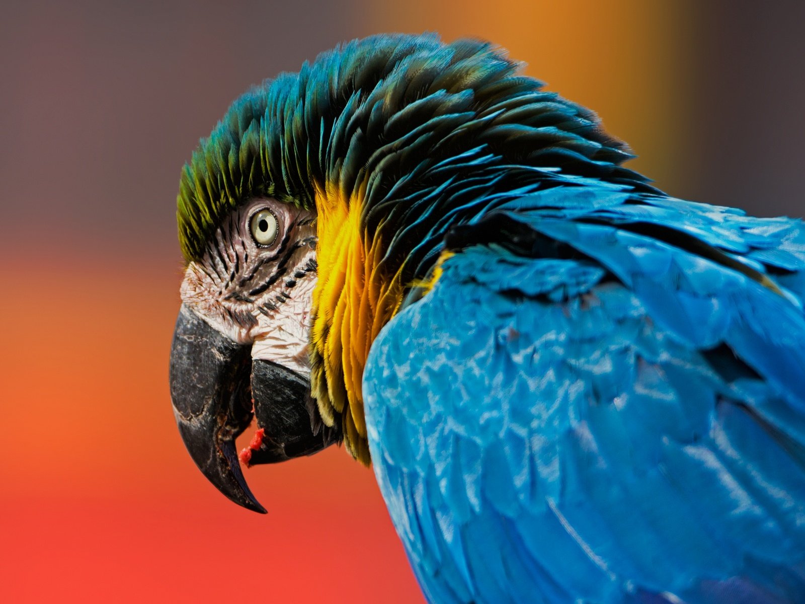 Обои фон, птица, клюв, перья, попугай, ара, голова, сине-жёлтый ара, background, bird, beak, feathers, parrot, ara, head, blue-and-yellow macaw разрешение 2560x1879 Загрузить