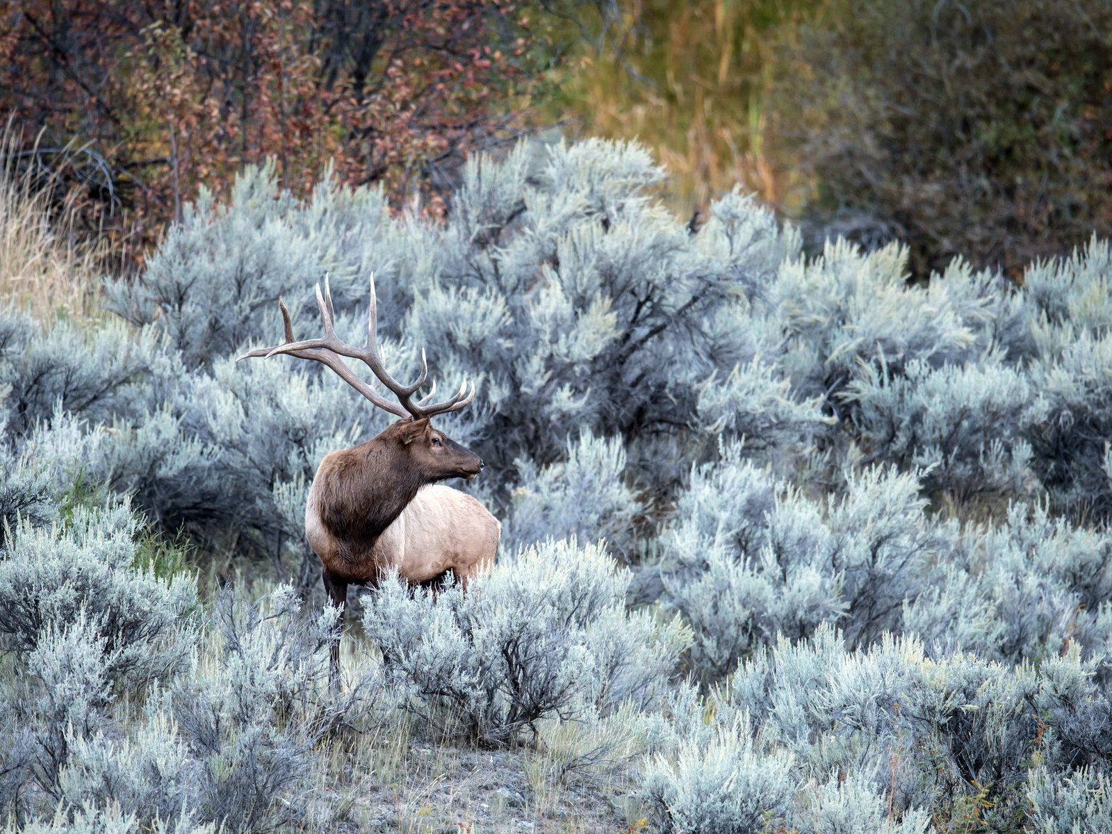 Обои природа, лес, олень, иней, осень, рога, nature, forest, deer, frost, autumn, horns разрешение 2560x1454 Загрузить