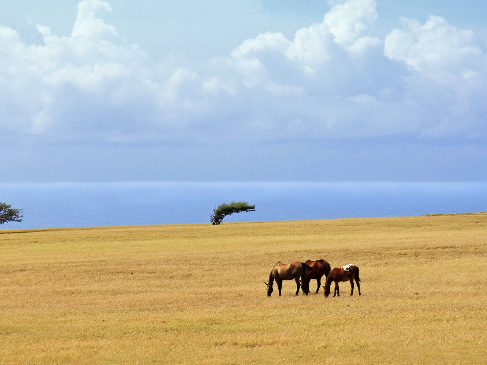 Обои облака, деревья, море, поле, лошади, clouds, trees, sea, field, horse разрешение 5078x2516 Загрузить