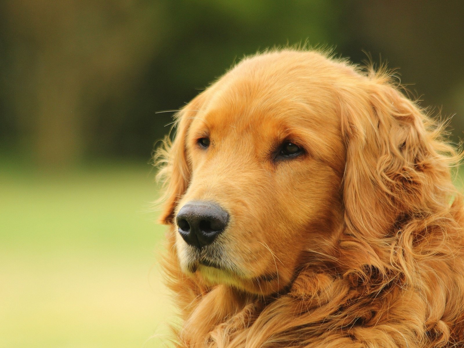 Обои морда, портрет, собака, золотистый ретривер, голден ретривер, face, portrait, dog, golden retriever разрешение 2048x1365 Загрузить