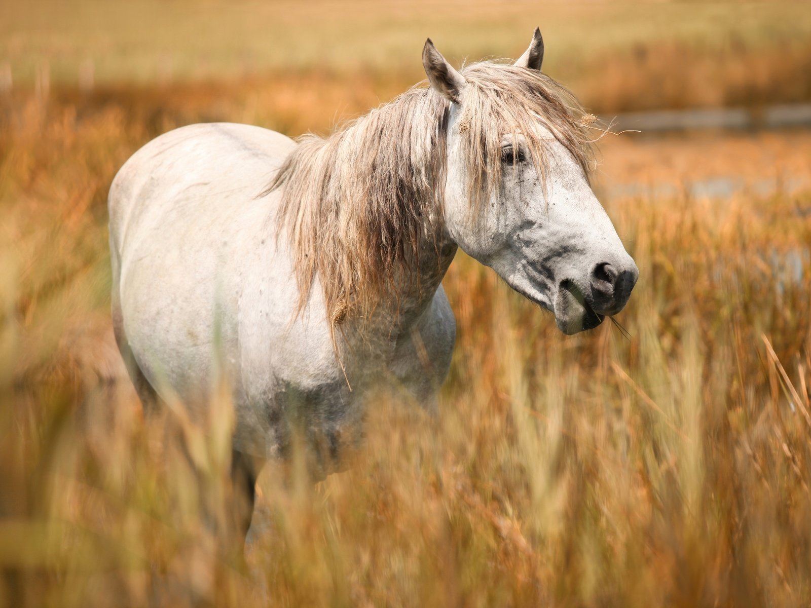 Обои морда, лошадь, портрет, поле, конь, белая, злаки, пасётся, face, horse, portrait, field, white, cereals, grazing разрешение 2669x1800 Загрузить