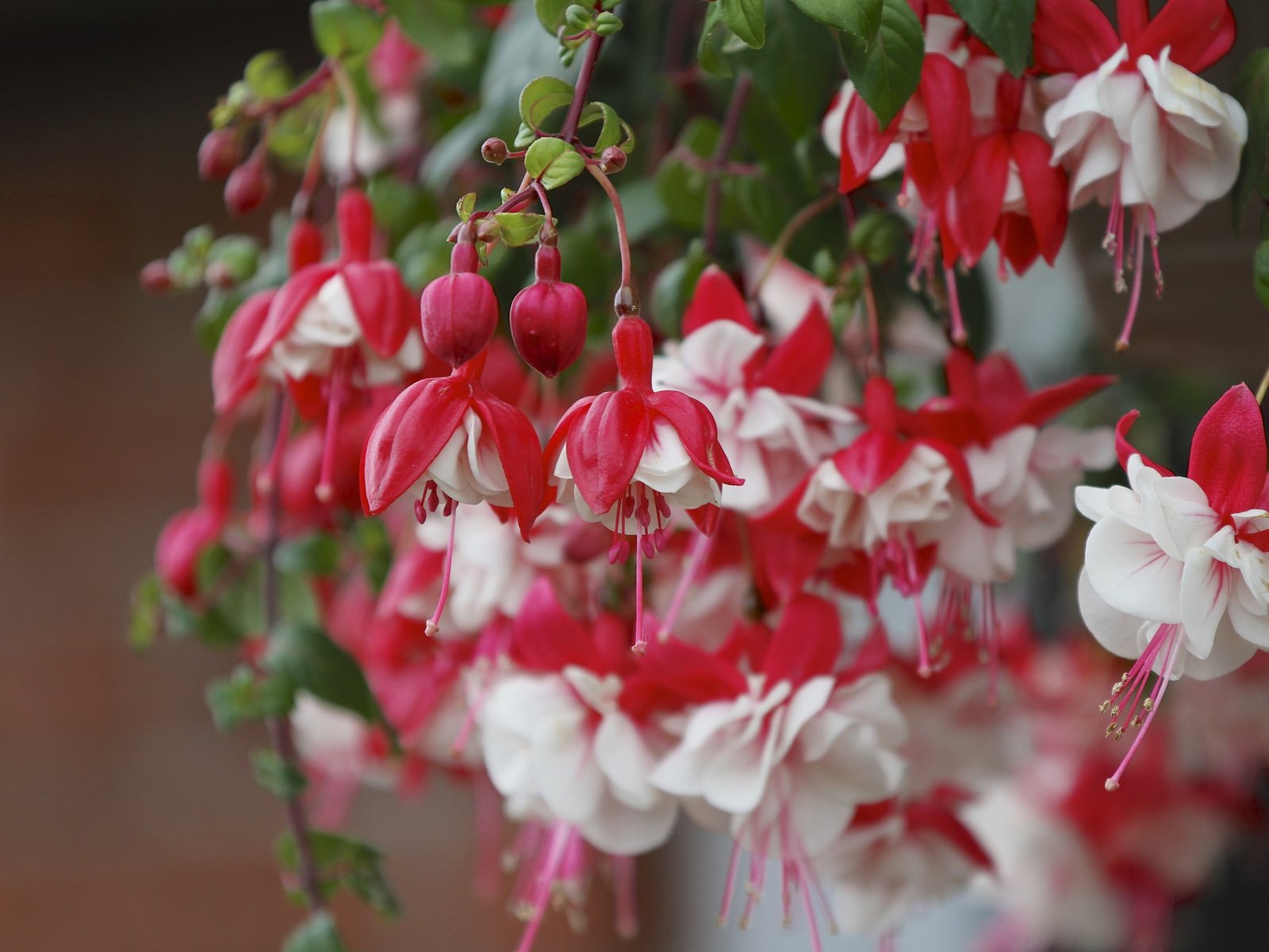 Обои цветы, бутоны, макро, ветки, фуксия, flowers, buds, macro, branches, fuchsia разрешение 2048x1365 Загрузить