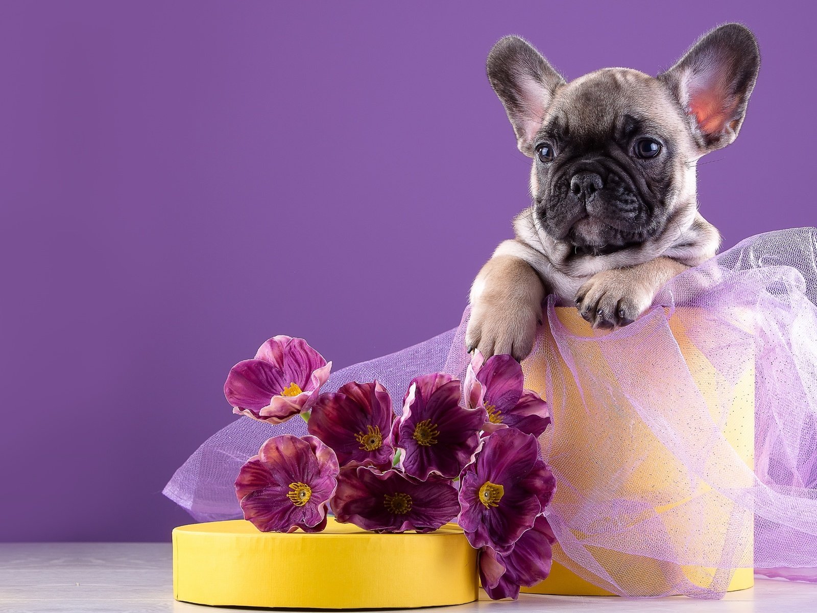 Обои цветы, щенок, французский бульдог, flowers, puppy, french bulldog разрешение 3000x2066 Загрузить