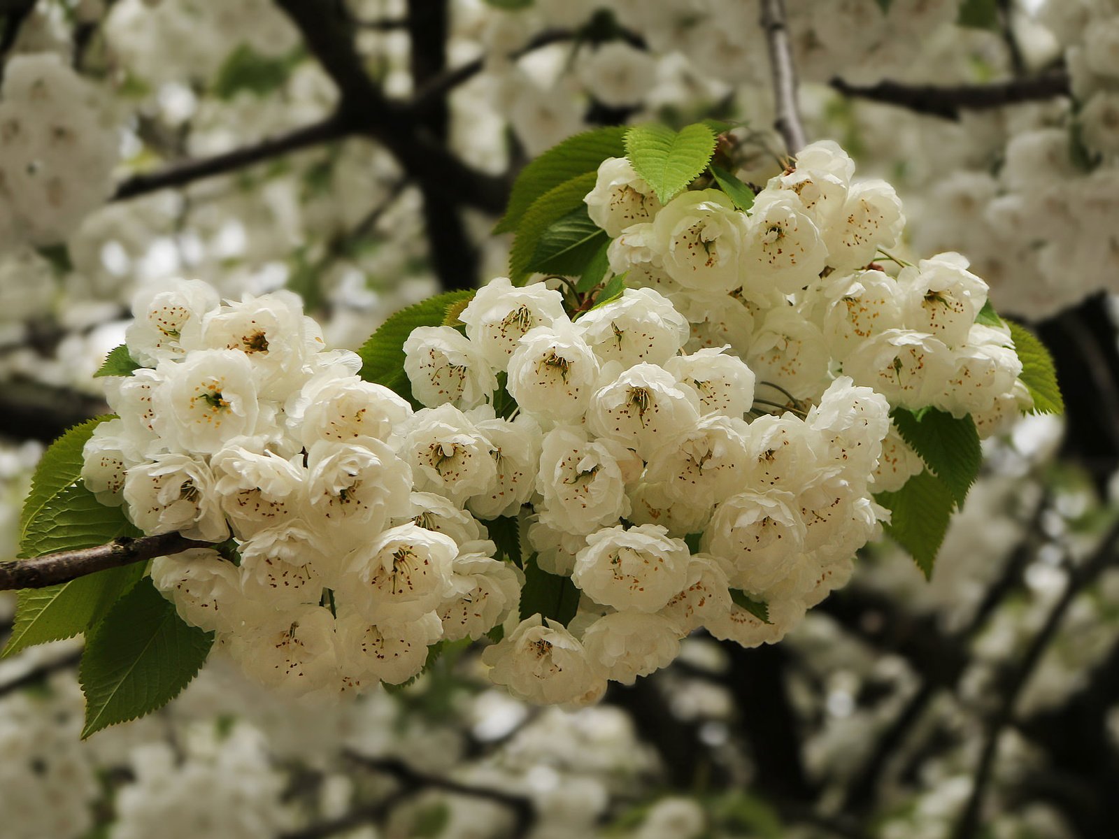 Обои ветка, цветение, весна, вишня, цветки, branch, flowering, spring, cherry, flowers разрешение 2048x1271 Загрузить