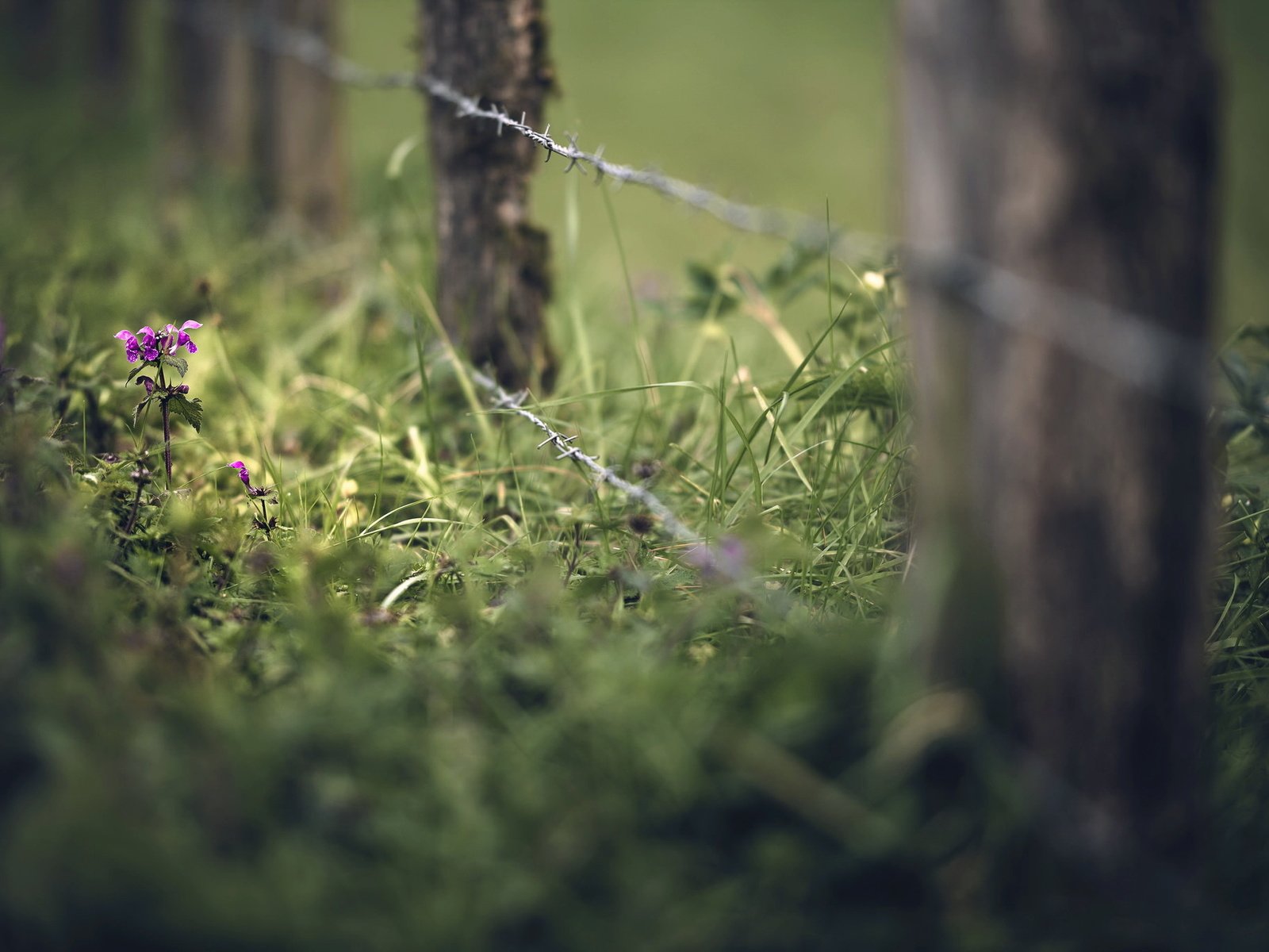 Обои трава, лето, проволока, забор, grass, summer, wire, the fence разрешение 2048x1365 Загрузить