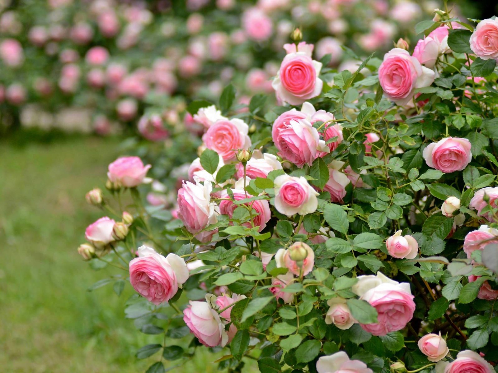 Обои розы, розовый, куст, roses, pink, bush разрешение 2048x1356 Загрузить