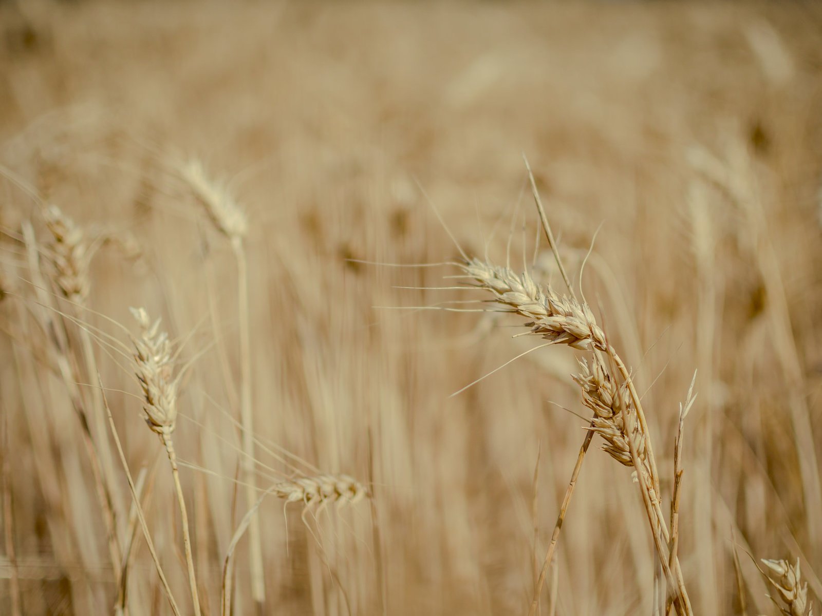 Обои природа, поле, пшеница, колоски, много, nature, field, wheat, spikelets, a lot разрешение 2048x1357 Загрузить