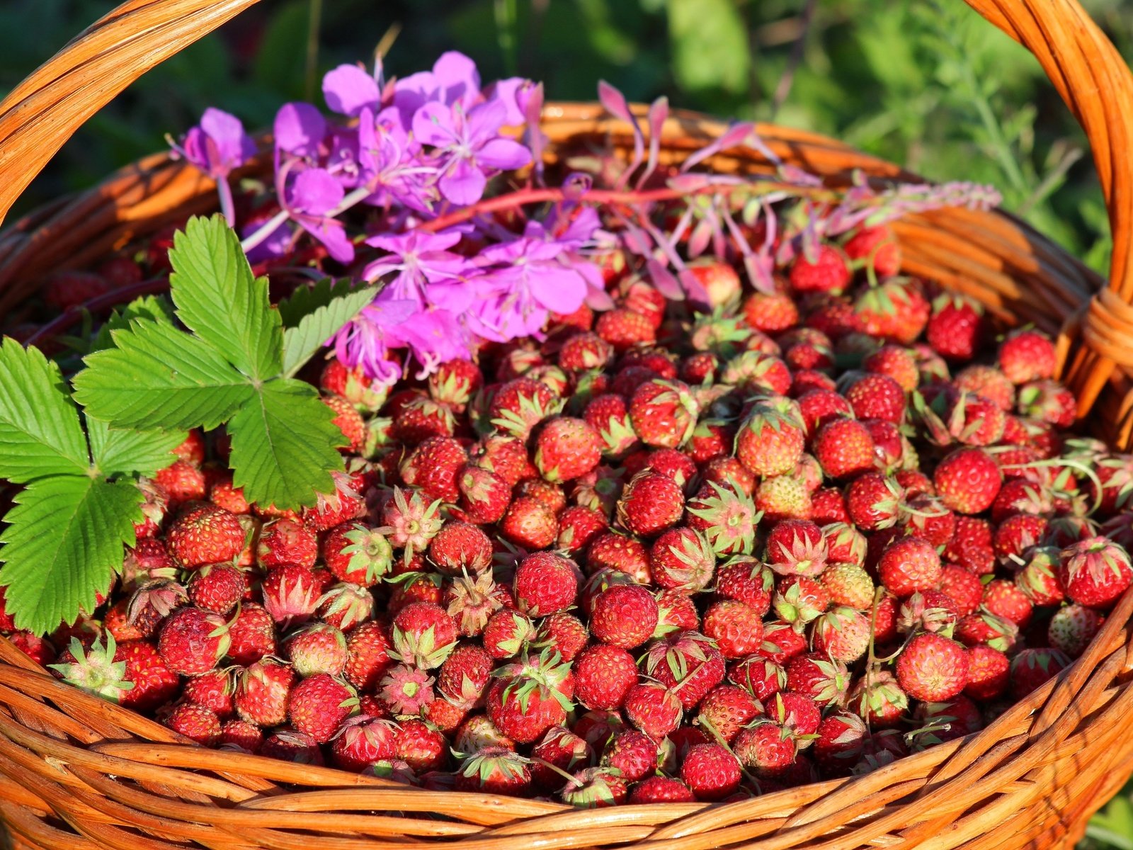 Обои клубника, корзина, ягоды, луговая, strawberry, basket, berries, meadow разрешение 2700x1800 Загрузить