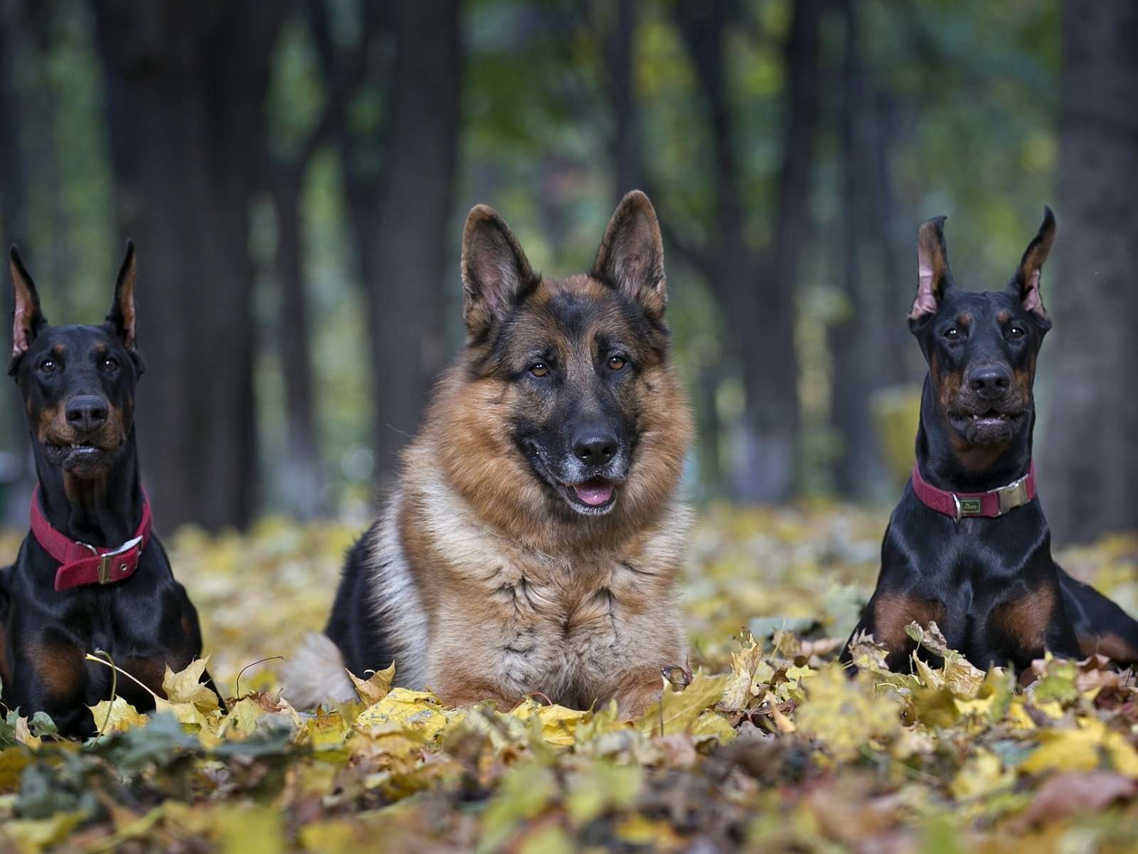 Обои немецкая овчарка, овчарка, трио, доберманы, german shepherd, shepherd, trio, dobermans разрешение 2600x1505 Загрузить