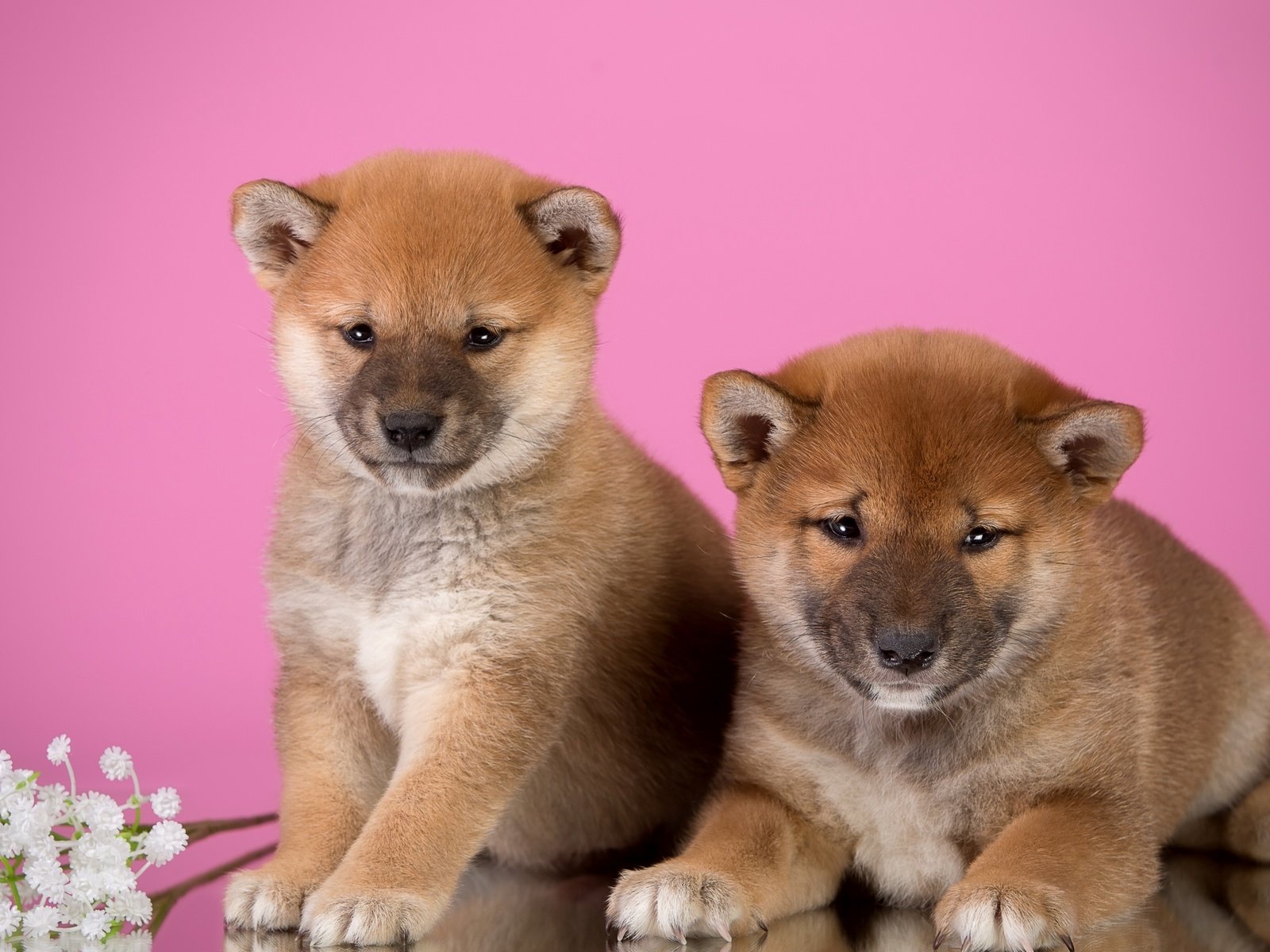 Обои цветы, щенки, дуэт, сиба-ину, flowers, puppies, duo, shiba inu разрешение 3000x1945 Загрузить