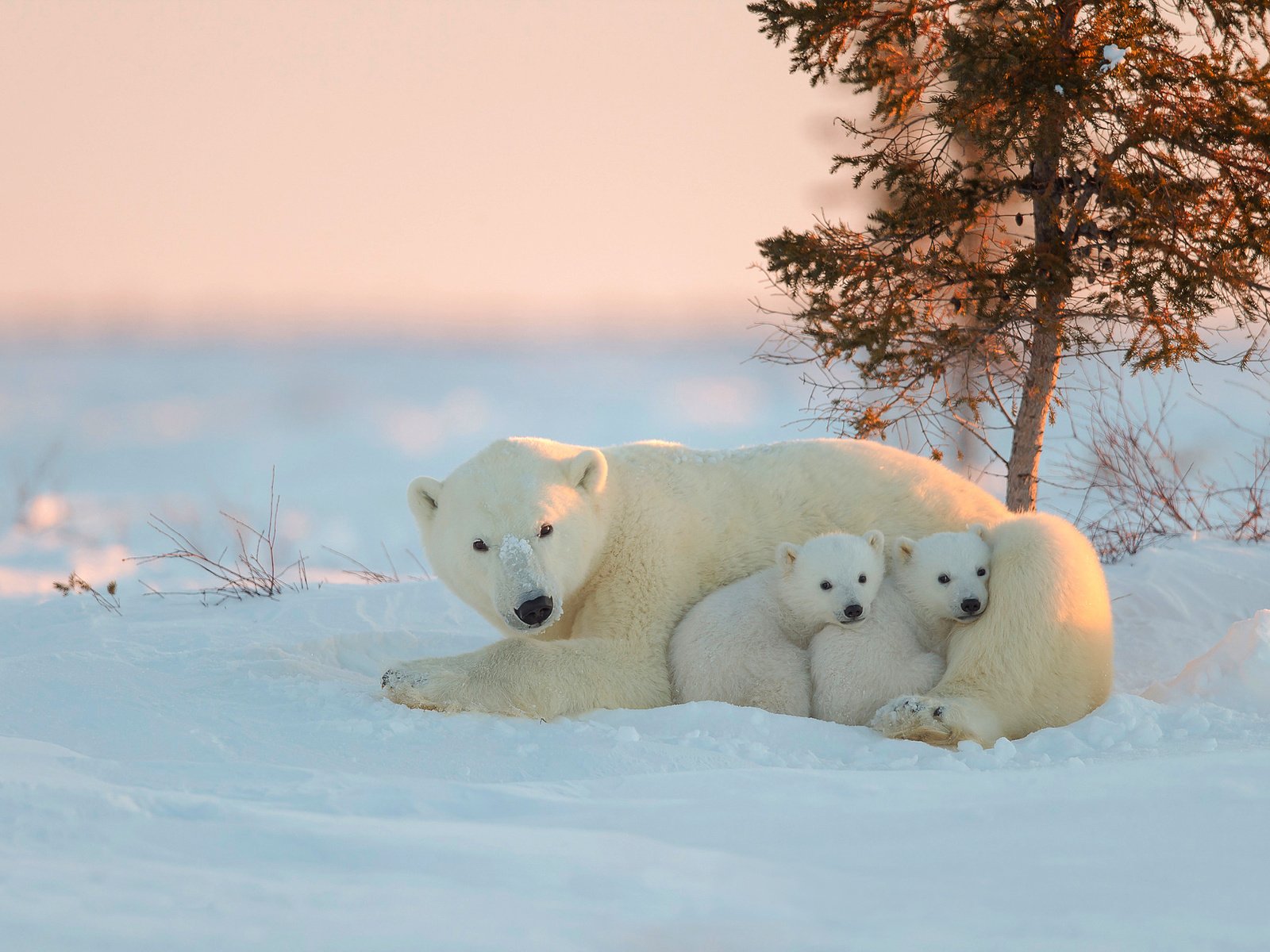 Обои белый медведь, медведица, медвежата, polar bear, bear, bears разрешение 2048x1365 Загрузить
