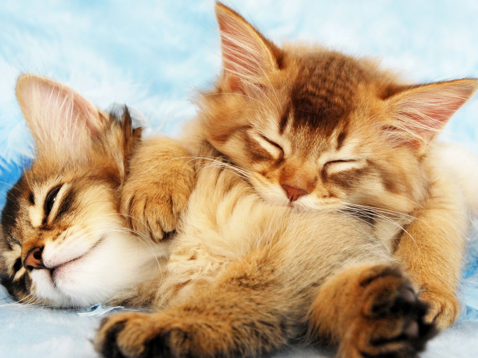 Обои кот, пушистые, спят, котята, cat, fluffy, sleep, kittens разрешение 3375x2000 Загрузить