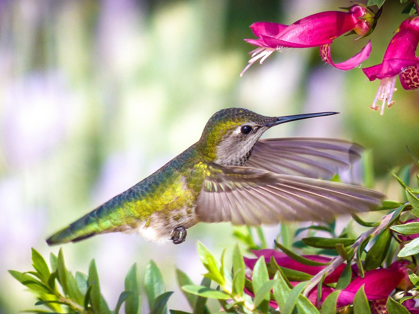 Обои цветы, птица, колибри, flowers, bird, hummingbird разрешение 2048x1366 Загрузить