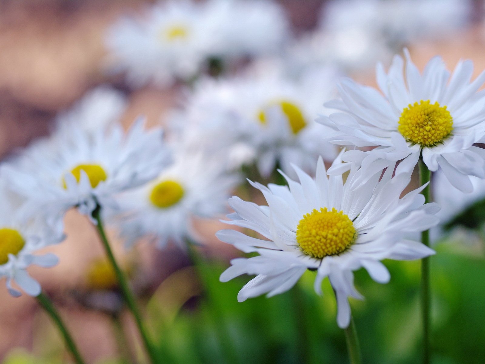 Обои цветы, макро, лепестки, ромашки, flowers, macro, petals, chamomile разрешение 2232x1484 Загрузить