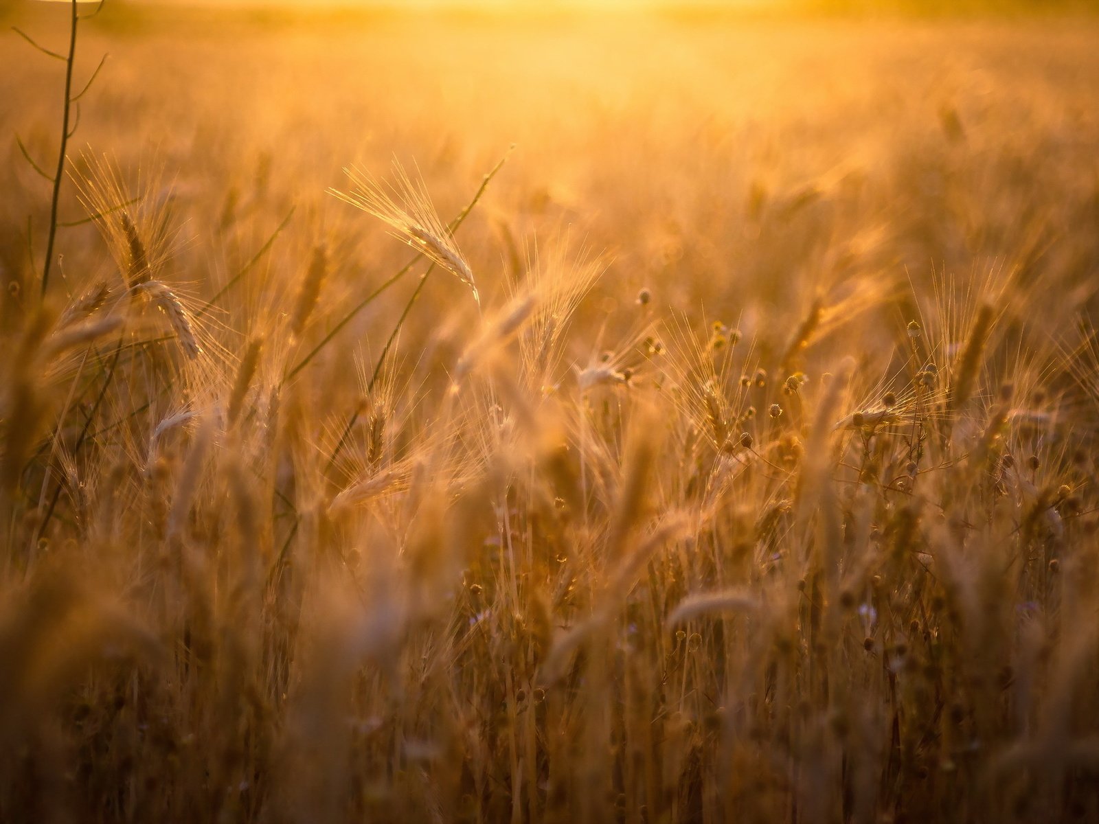 Обои природа, поле, лето, колосья, пшеница, рожь, nature, field, summer, ears, wheat, rye разрешение 2047x1275 Загрузить