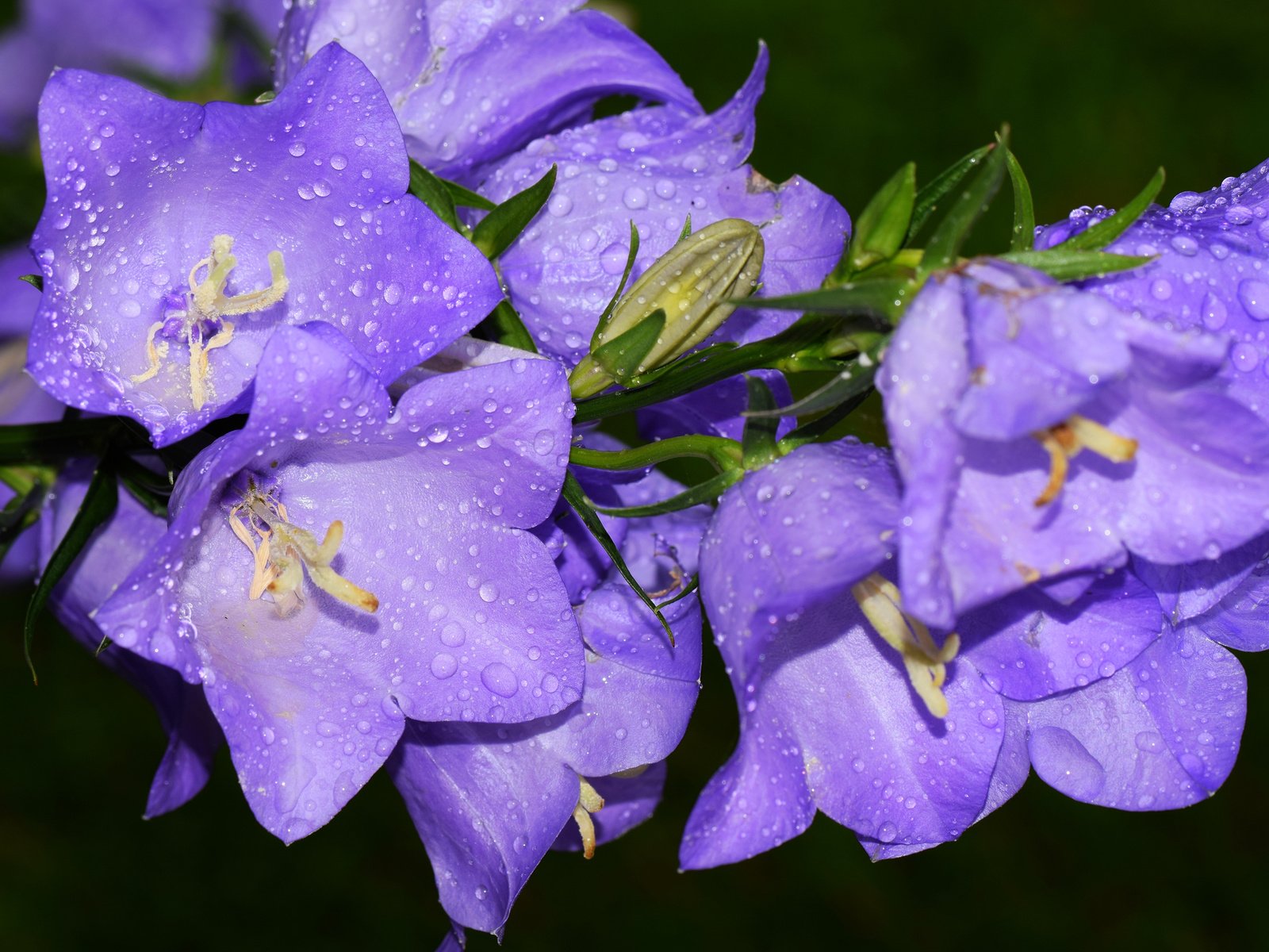 Обои макро, капли, колокольчики, macro, drops, bells разрешение 2048x1365 Загрузить