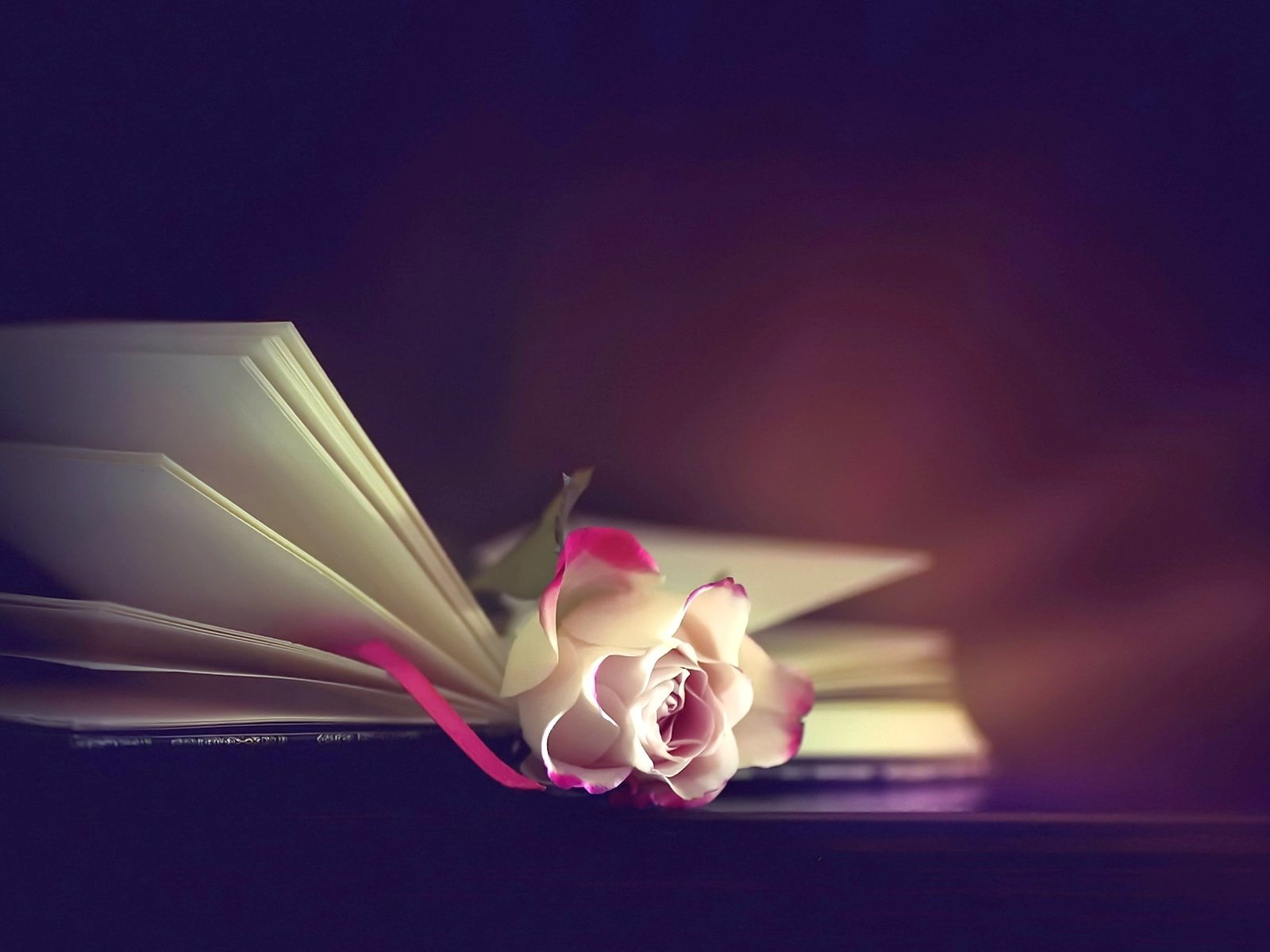 Обои фон, цветок, роза, книга, background, flower, rose, book разрешение 1920x1282 Загрузить