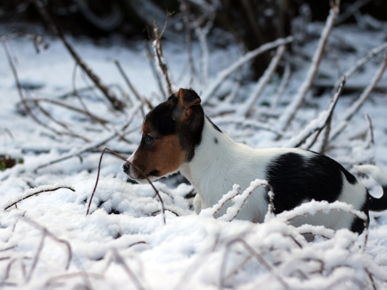 Обои снег, зима, собака, щенок, джек-рассел-терьер, snow, winter, dog, puppy, jack russell terrier разрешение 5184x3456 Загрузить