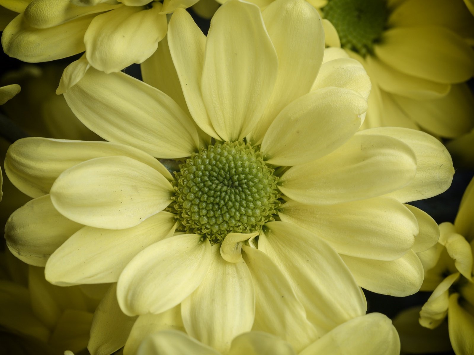 Обои цветы, макро, лепестки, хризантема, flowers, macro, petals, chrysanthemum разрешение 2023x1356 Загрузить