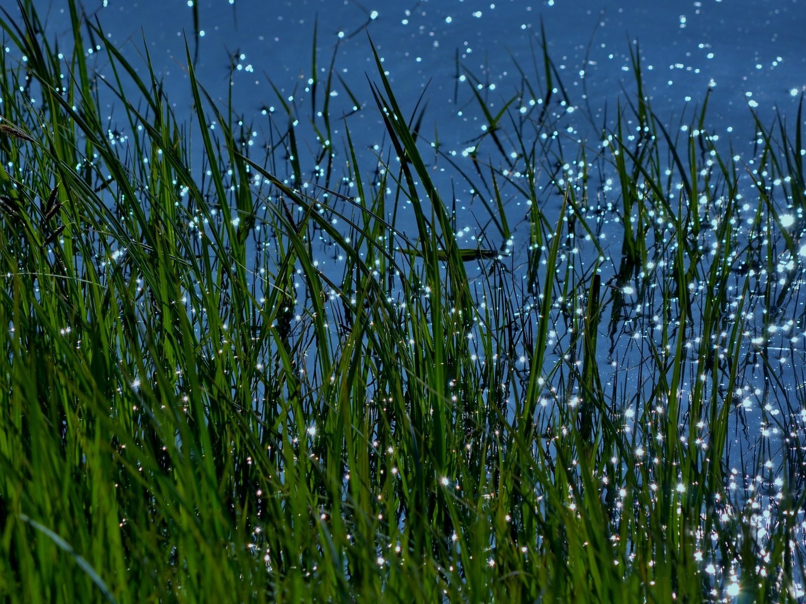 Обои трава, вода, природа, макро, блики, grass, water, nature, macro, glare разрешение 3840x2160 Загрузить