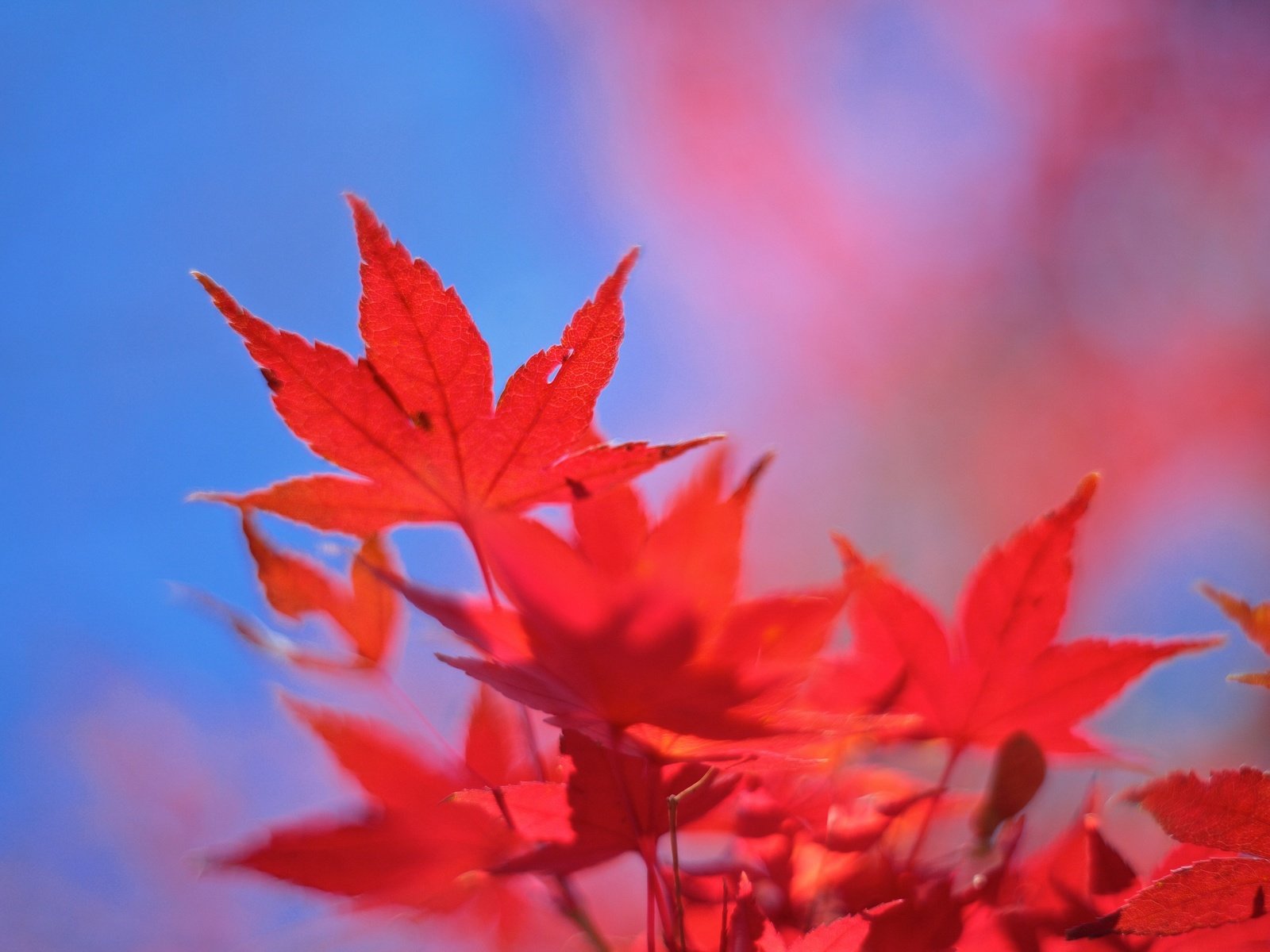Обои небо, листья, осень, клен, багрянец, the sky, leaves, autumn, maple, the crimson разрешение 2048x1365 Загрузить