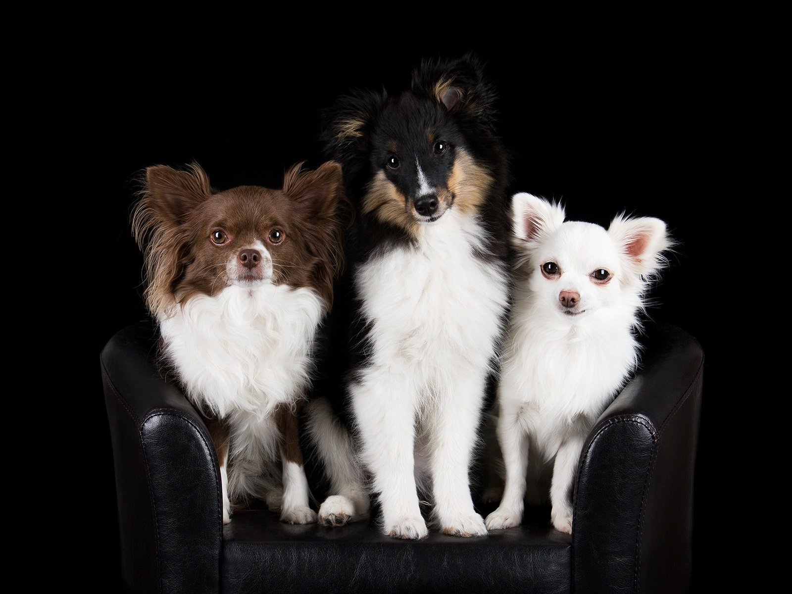 Обои черный фон, кресло, друзья, собаки, чихуахуа, шелти, black background, chair, friends, dogs, chihuahua, sheltie разрешение 2048x1296 Загрузить