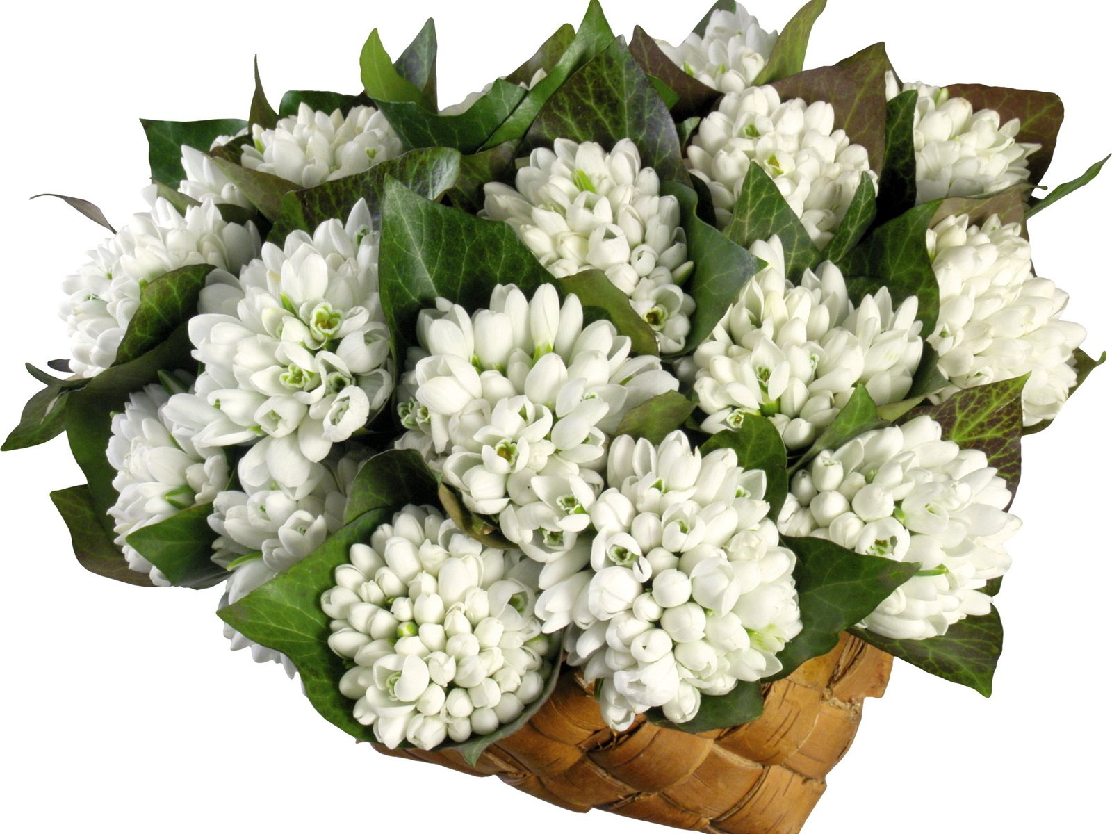 Обои цветы, весна, белый фон, корзинка, подснежники, flowers, spring, white background, basket, snowdrops разрешение 2000x1540 Загрузить