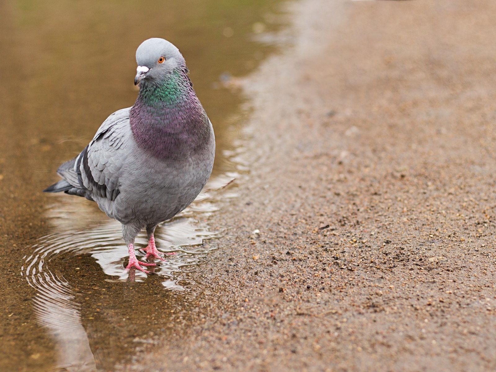 Обои вода, природа, птица, голубь, лужа, water, nature, bird, dove, puddle разрешение 5184x3456 Загрузить