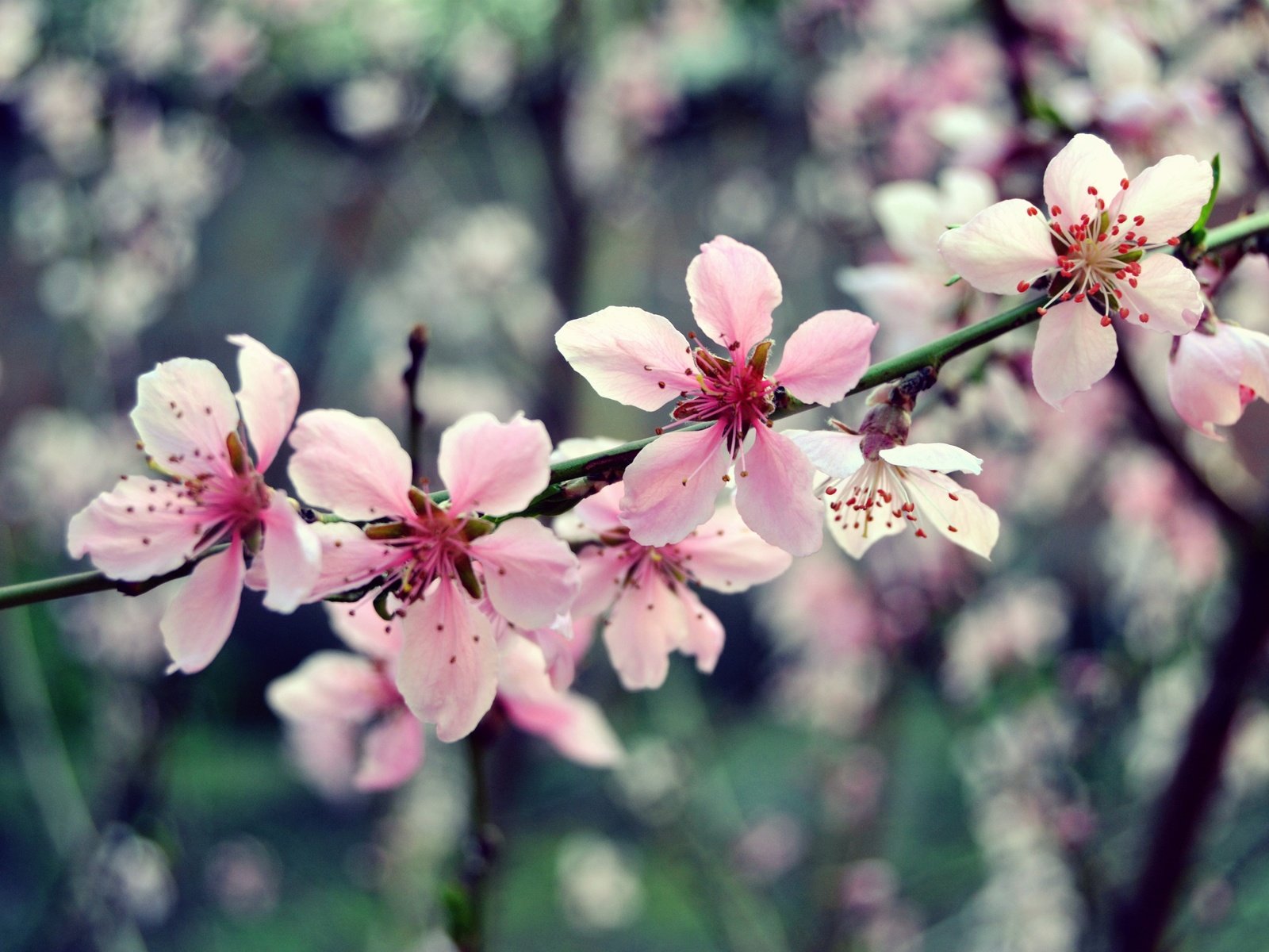 Обои цветы, ветка, дерево, цветение, макро, весна, розовый, вишня, flowers, branch, tree, flowering, macro, spring, pink, cherry разрешение 2449x1632 Загрузить