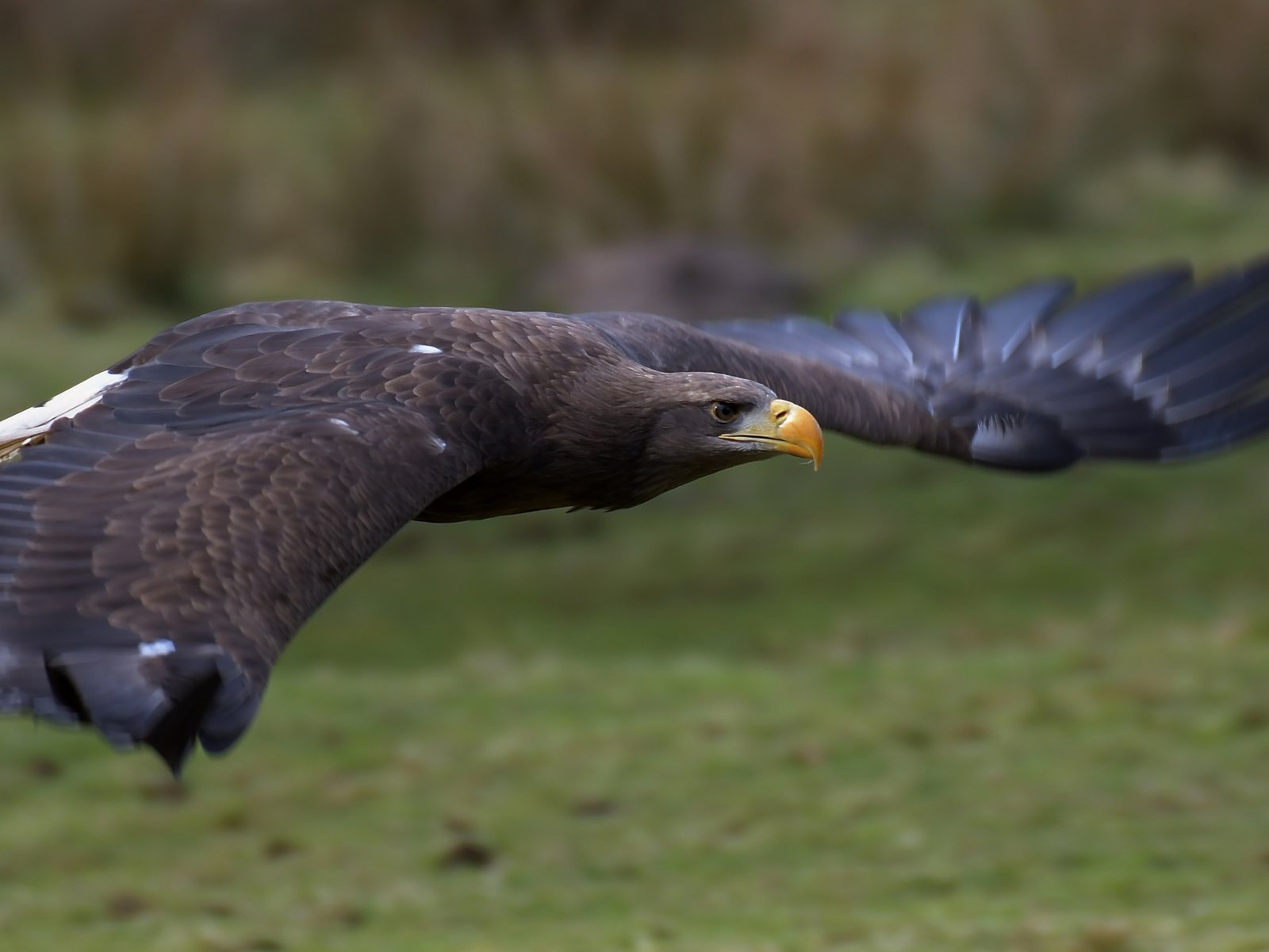 Обои полет, крылья, орел, птица, клюв, перья, орлан-белохвост, flight, wings, eagle, bird, beak, feathers, white-tailed eagle разрешение 5065x2411 Загрузить