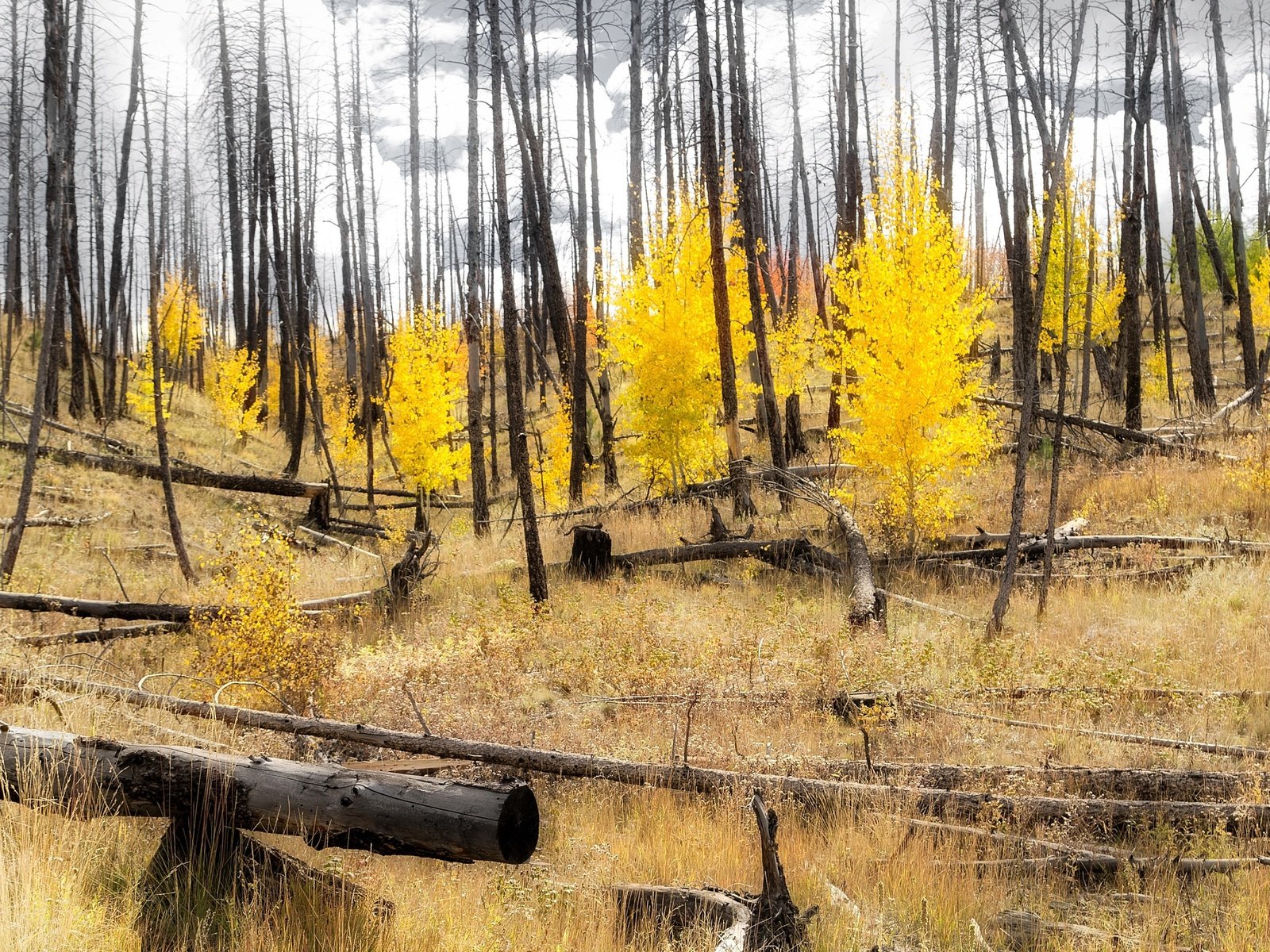 Обои лес, склон, осень, сша, колорадо, аспен, forest, slope, autumn, usa, colorado, aspen разрешение 3144x1600 Загрузить