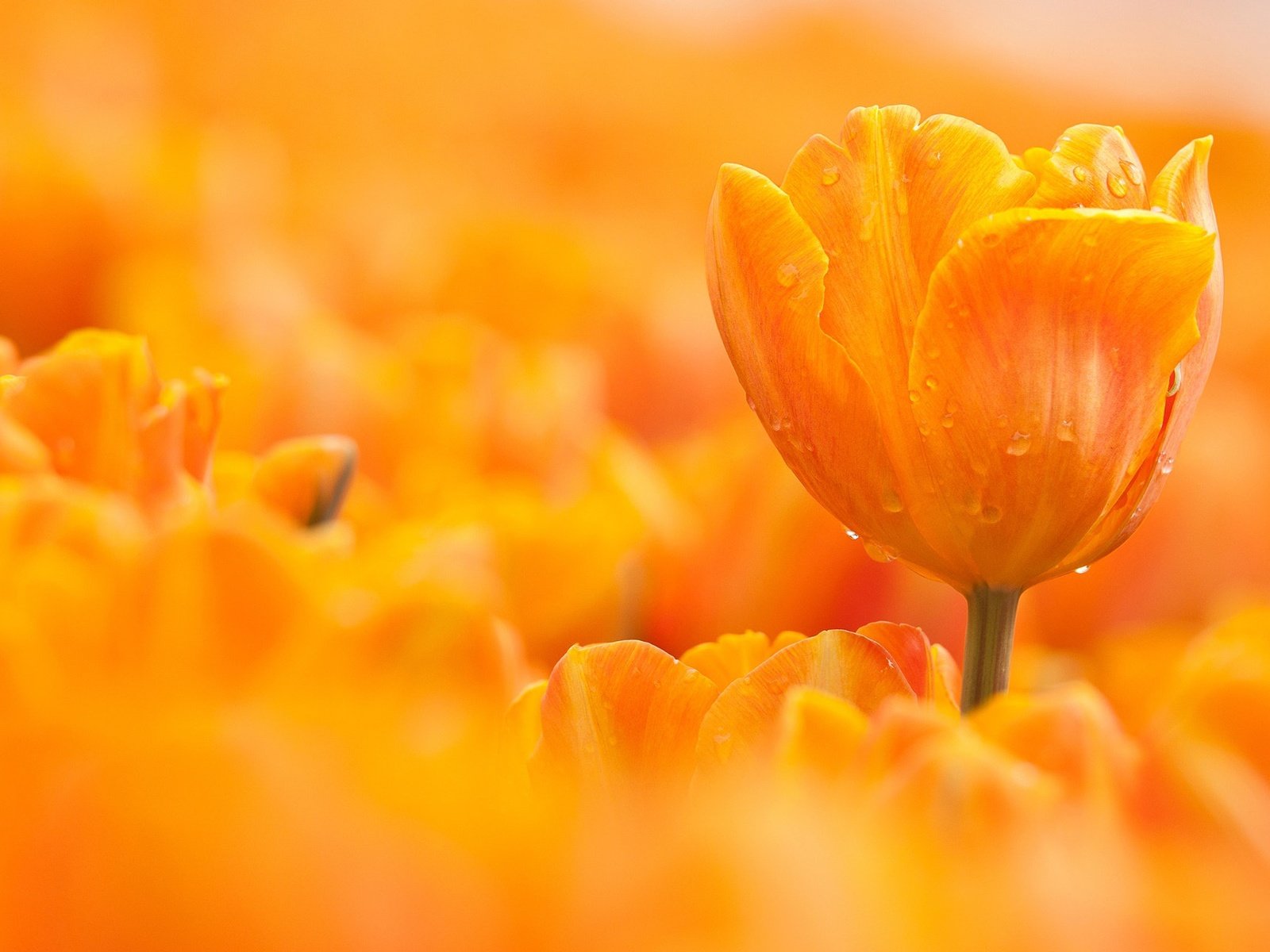 Обои макро, цветок, капли, оранжевый, тюльпан, macro, flower, drops, orange, tulip разрешение 2048x1280 Загрузить