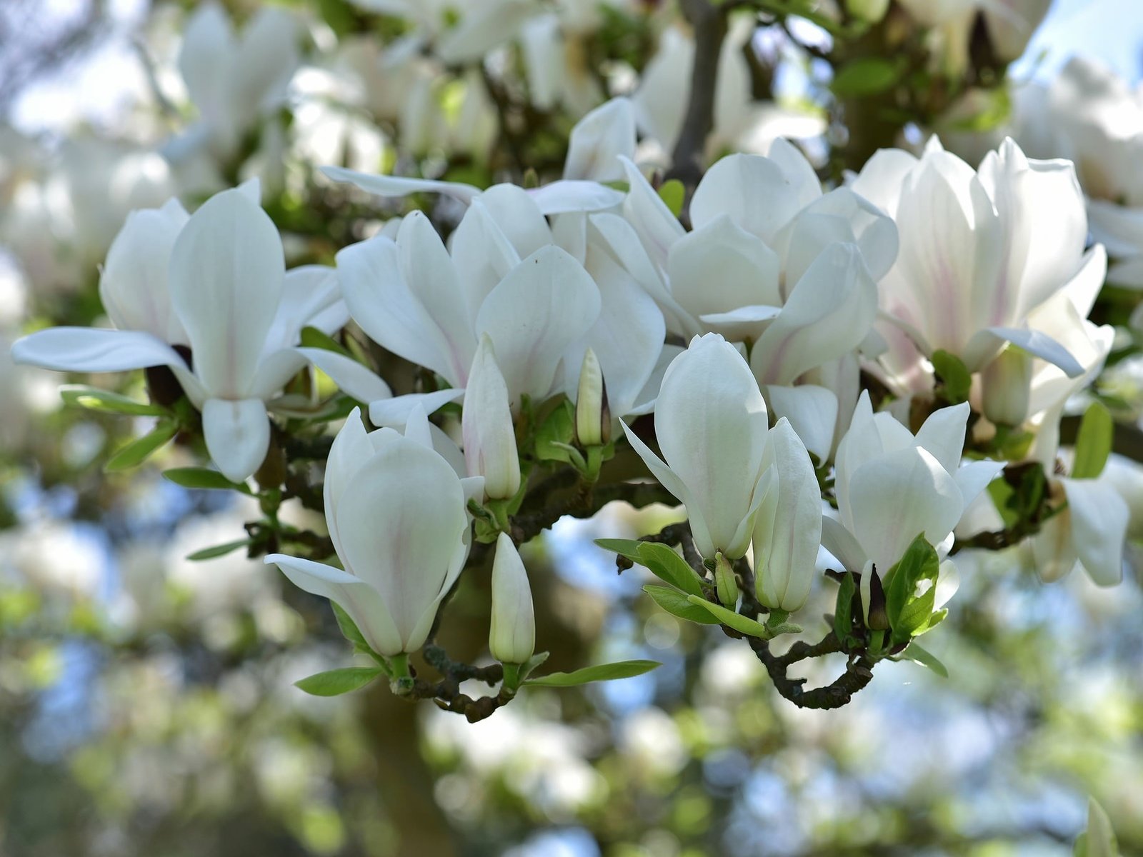 Обои цветение, весна, белая, магнолия, flowering, spring, white, magnolia разрешение 2048x1367 Загрузить