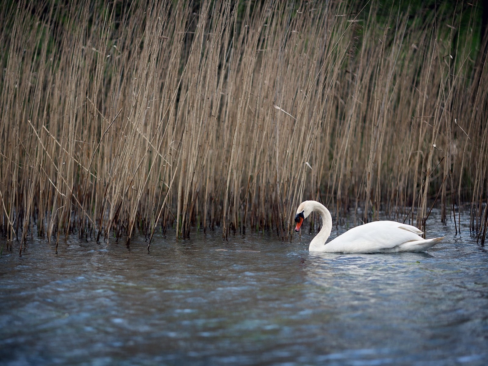 Обои озеро, природа, птица, клюв, перья, лебедь, камыш, lake, nature, bird, beak, feathers, swan, reed разрешение 2048x1365 Загрузить