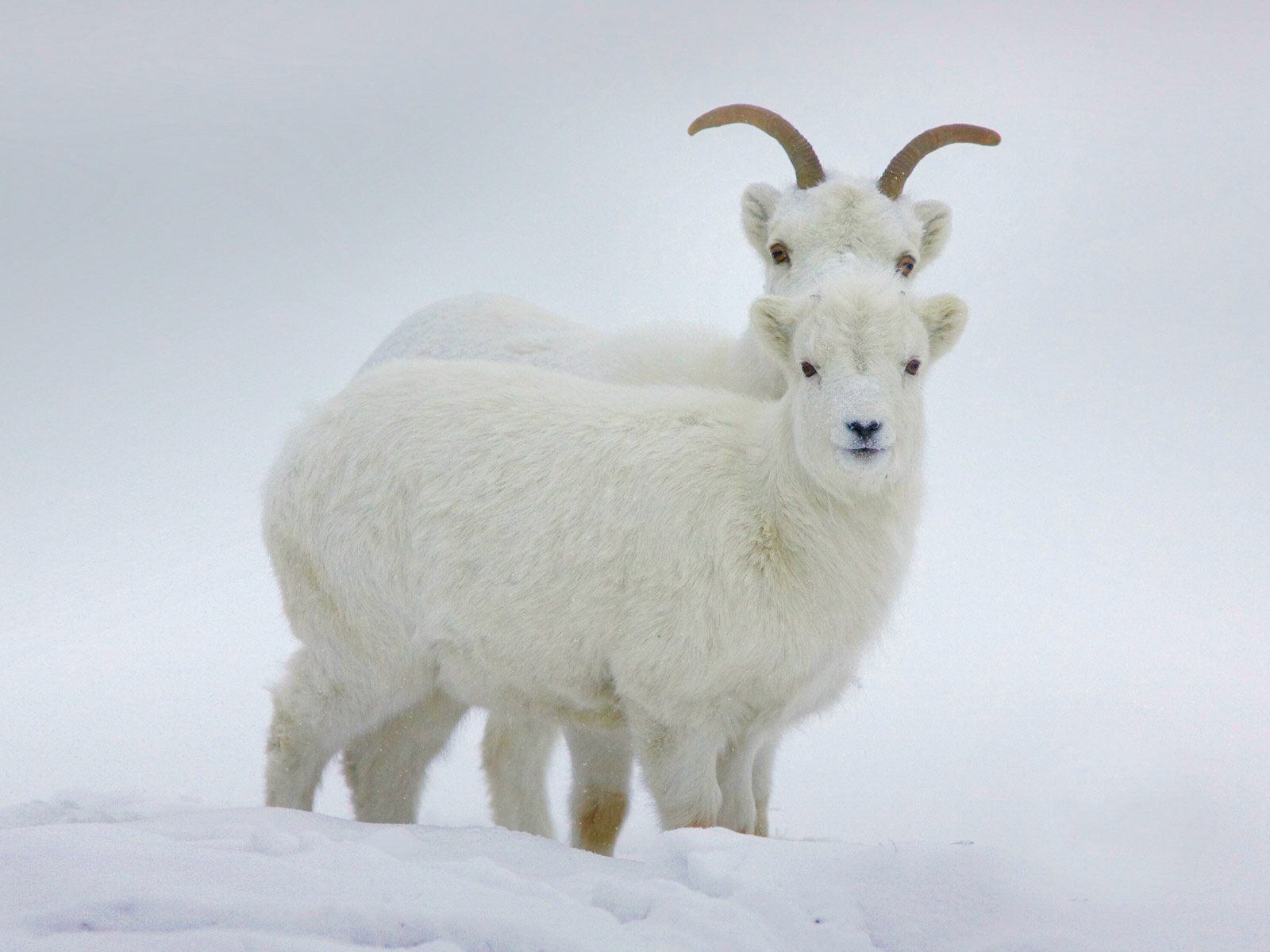 Обои зима, рога, канада, бараны, юкон, баран далла, winter, horns, canada, sheep, yukon, sheep dalla разрешение 1920x1200 Загрузить