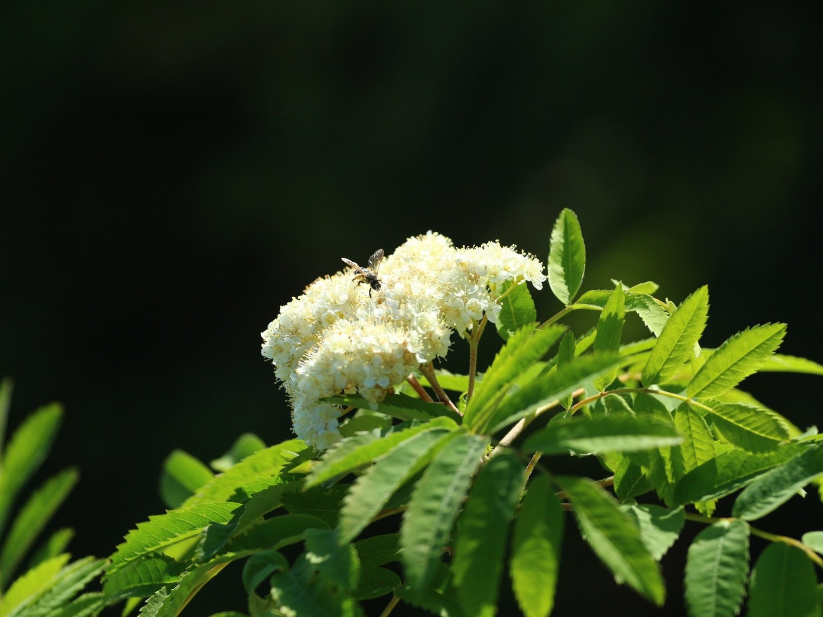 Обои цветы, природа, цветение, насекомое, весна, пчела, flowers, nature, flowering, insect, spring, bee разрешение 1920x1280 Загрузить