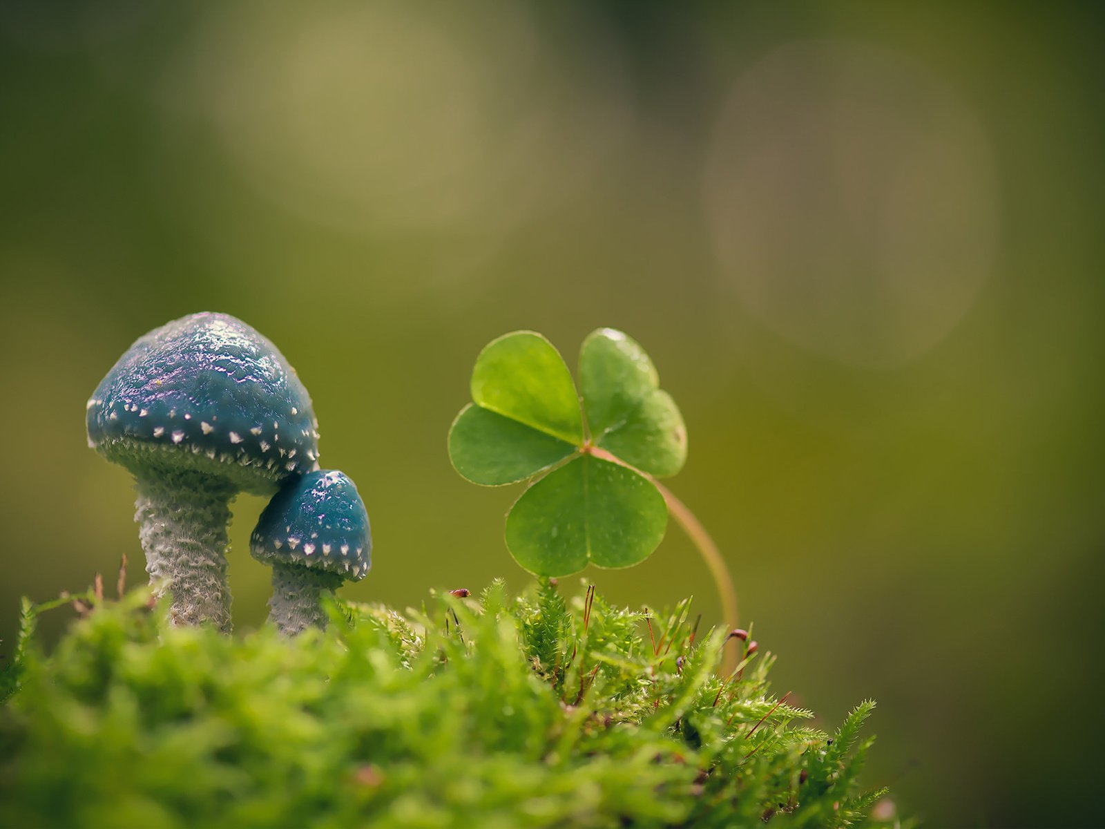 Обои макро, фон, грибы, мох, листики, кислица, строфария сине-зелёная, macro, background, mushrooms, moss, leaves, oxalis, stropharia blue-green разрешение 1920x1200 Загрузить