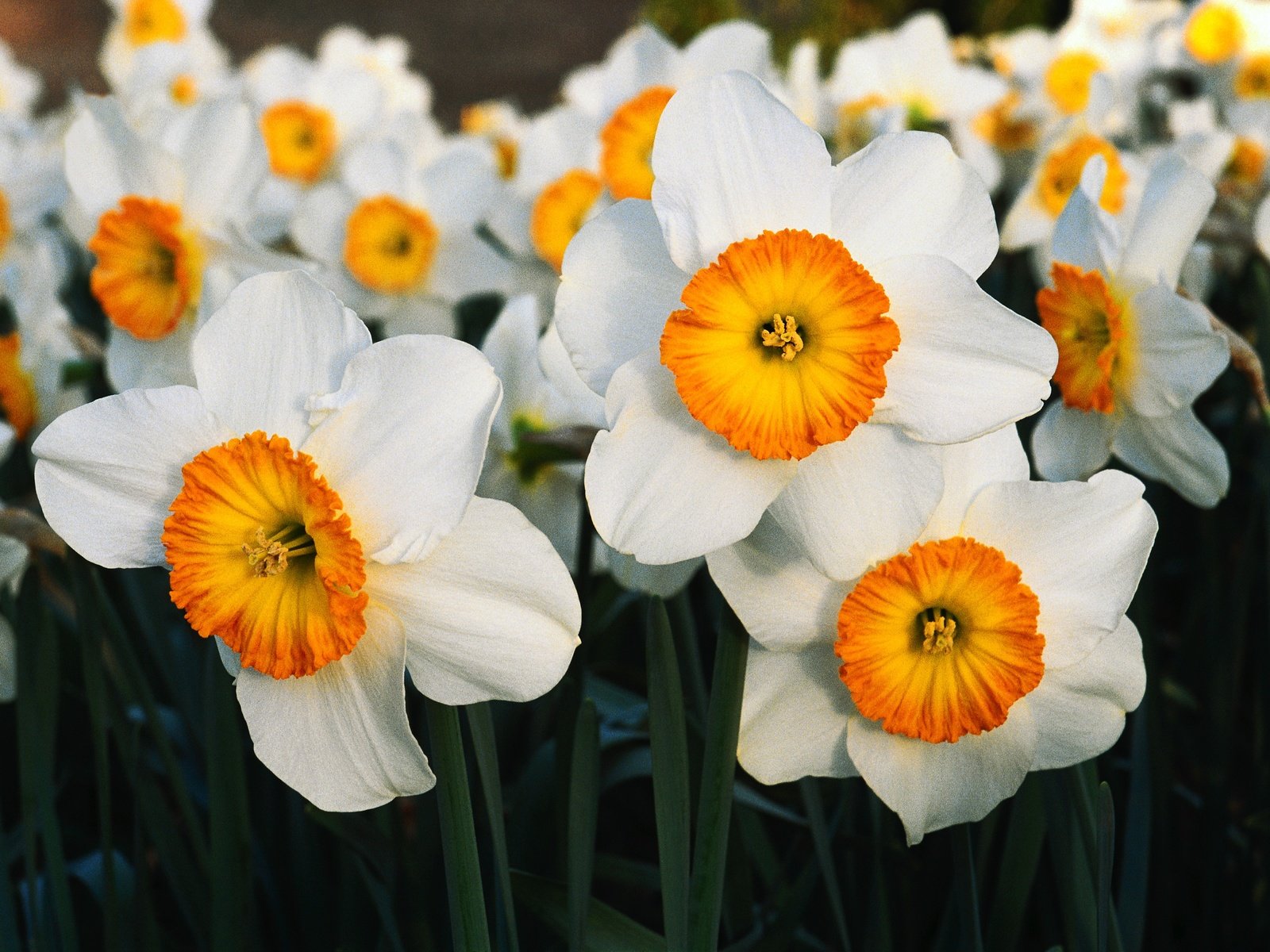 Обои цветы, лепестки, весна, нарциссы, flowers, petals, spring, daffodils разрешение 4200x2800 Загрузить