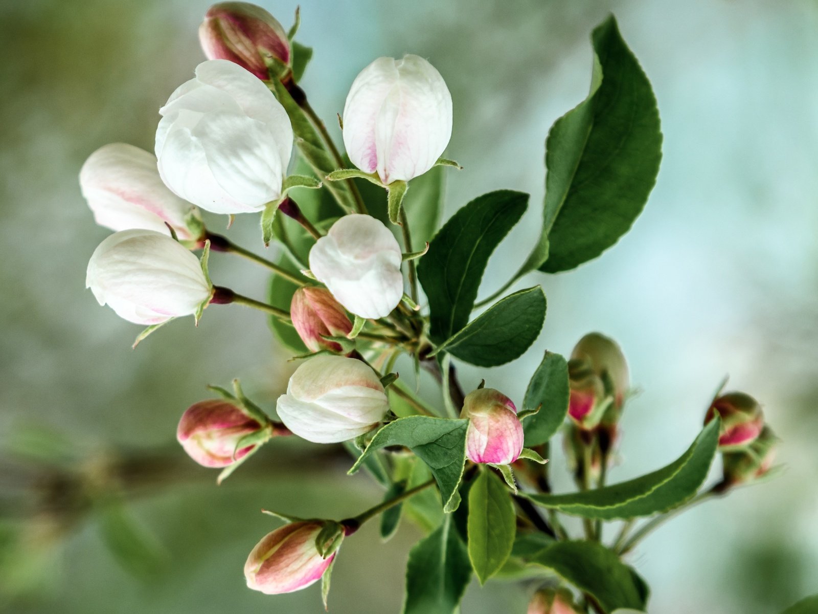 Обои цветы, ветка, цветение, бутоны, весна, яблоня, flowers, branch, flowering, buds, spring, apple разрешение 3423x2690 Загрузить