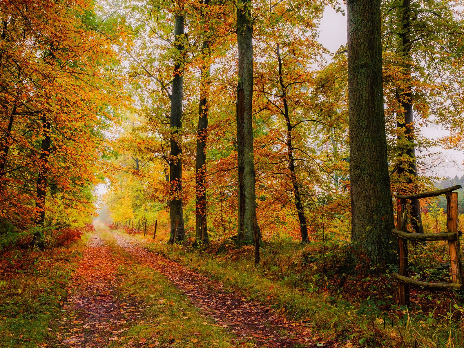 Обои дорога, деревья, природа, листья, осень, road, trees, nature, leaves, autumn разрешение 1920x1200 Загрузить