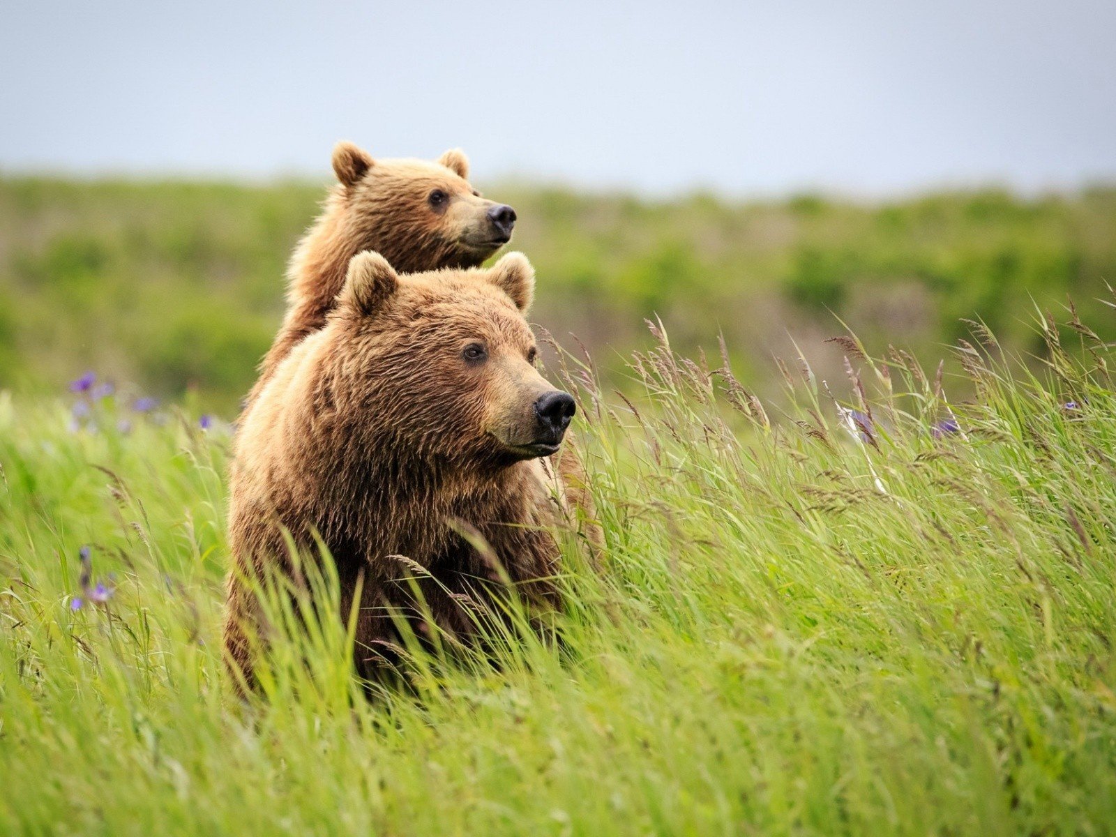 Обои трава, природа, лето, медведь, полевые цветы, медведи, grass, nature, summer, bear, wildflowers, bears разрешение 1920x1200 Загрузить