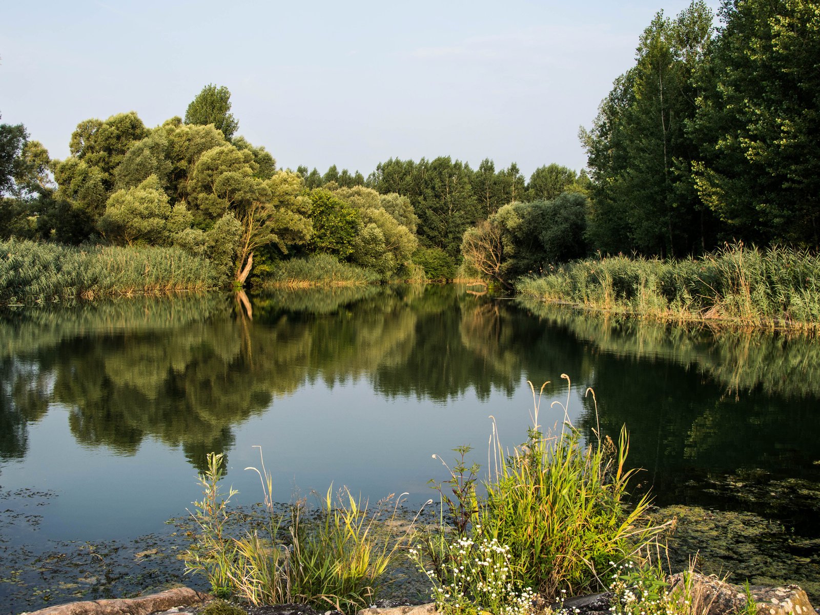 Обои деревья, река, природа, растения, лес, пейзаж, дунай, trees, river, nature, plants, forest, landscape, the danube разрешение 3840x2400 Загрузить