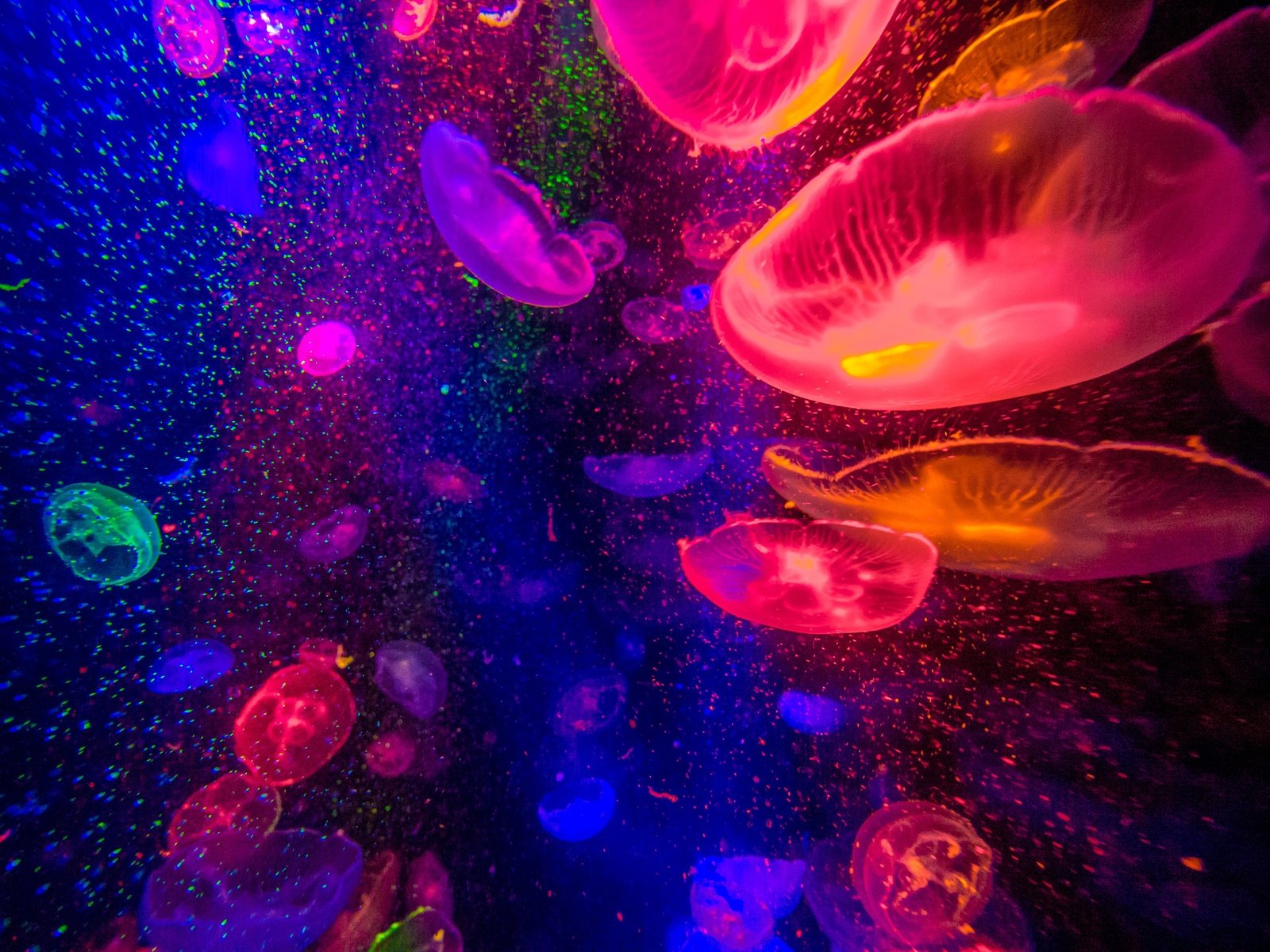 Обои медуза, медузы, подводный мир, medusa, jellyfish, underwater world разрешение 4608x3456 Загрузить