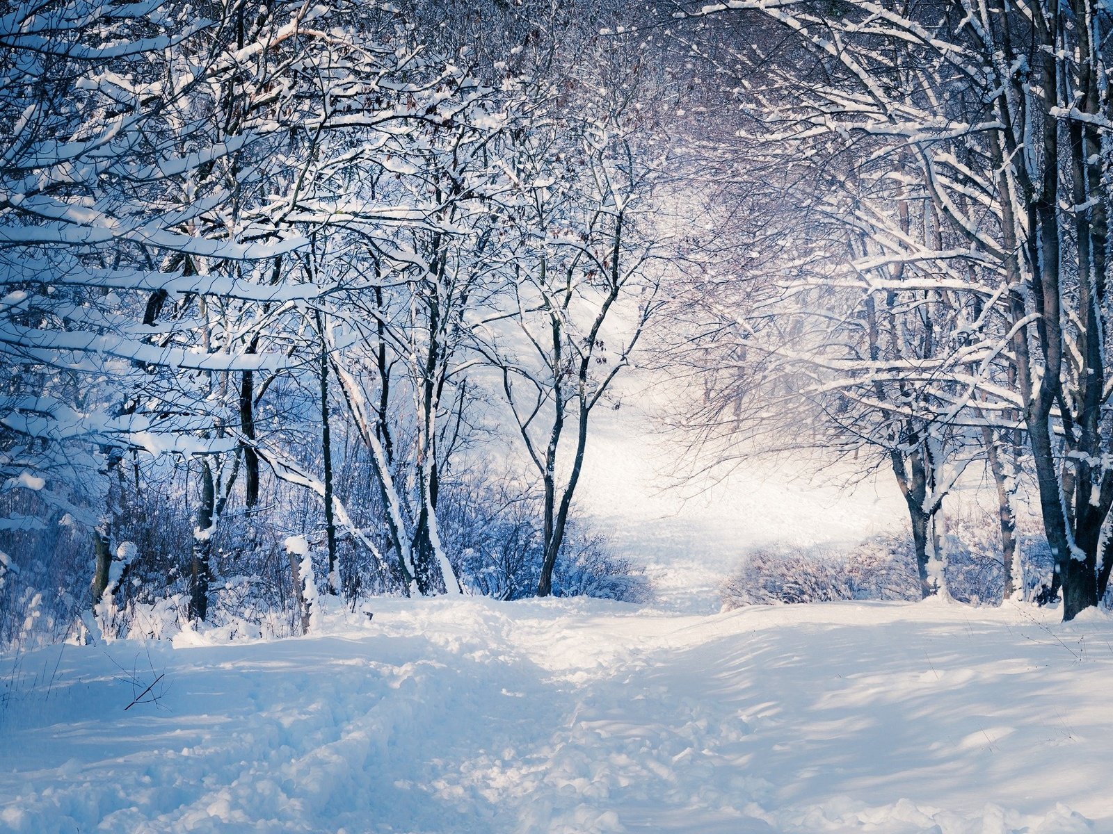 Обои деревья, снег, зима, ветки, тропинка, trees, snow, winter, branches, path разрешение 1920x1280 Загрузить