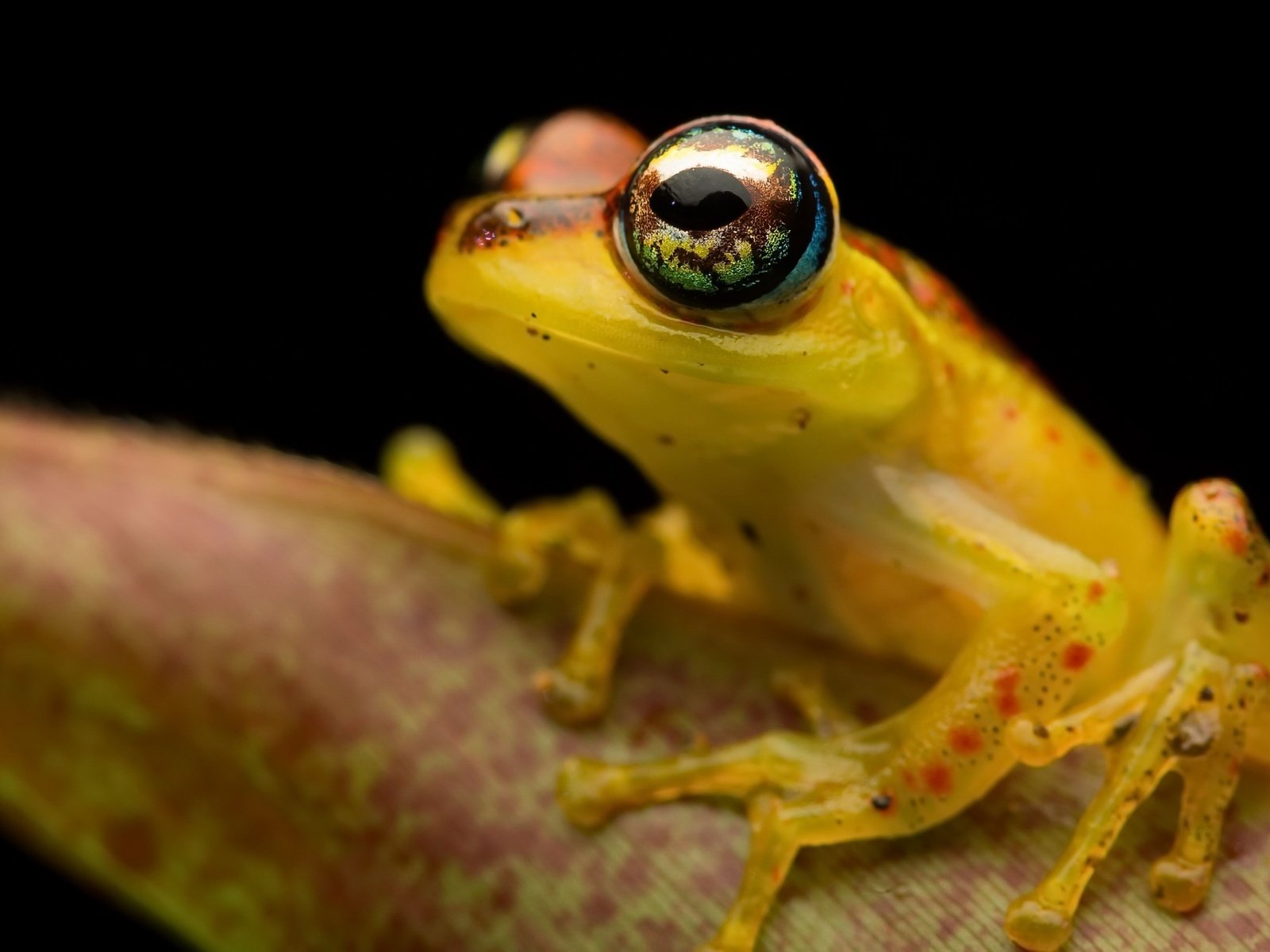 Обои фон, лягушка, лапки, земноводные, background, frog, legs, amphibians разрешение 2048x1261 Загрузить
