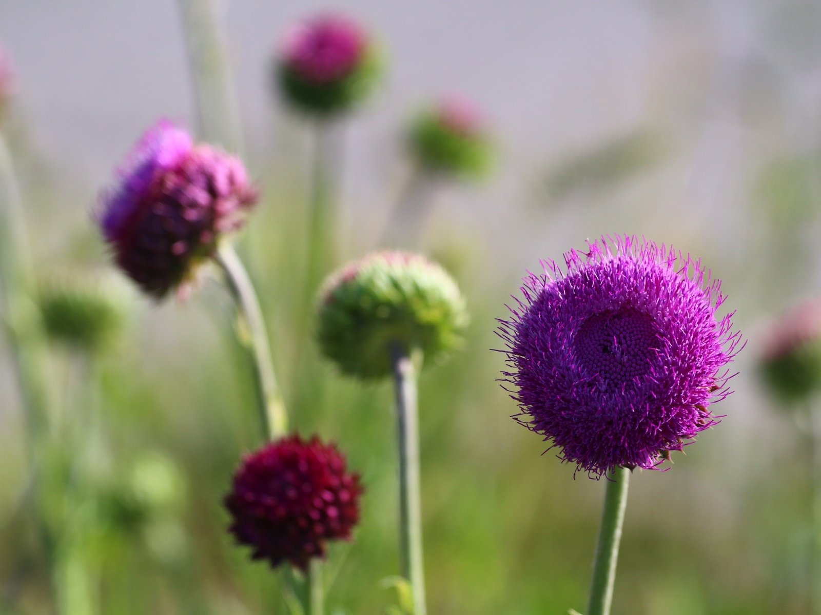 Обои цветы, фон, лето, стебли, чертополох, flowers, background, summer, stems, thistle разрешение 1920x1280 Загрузить