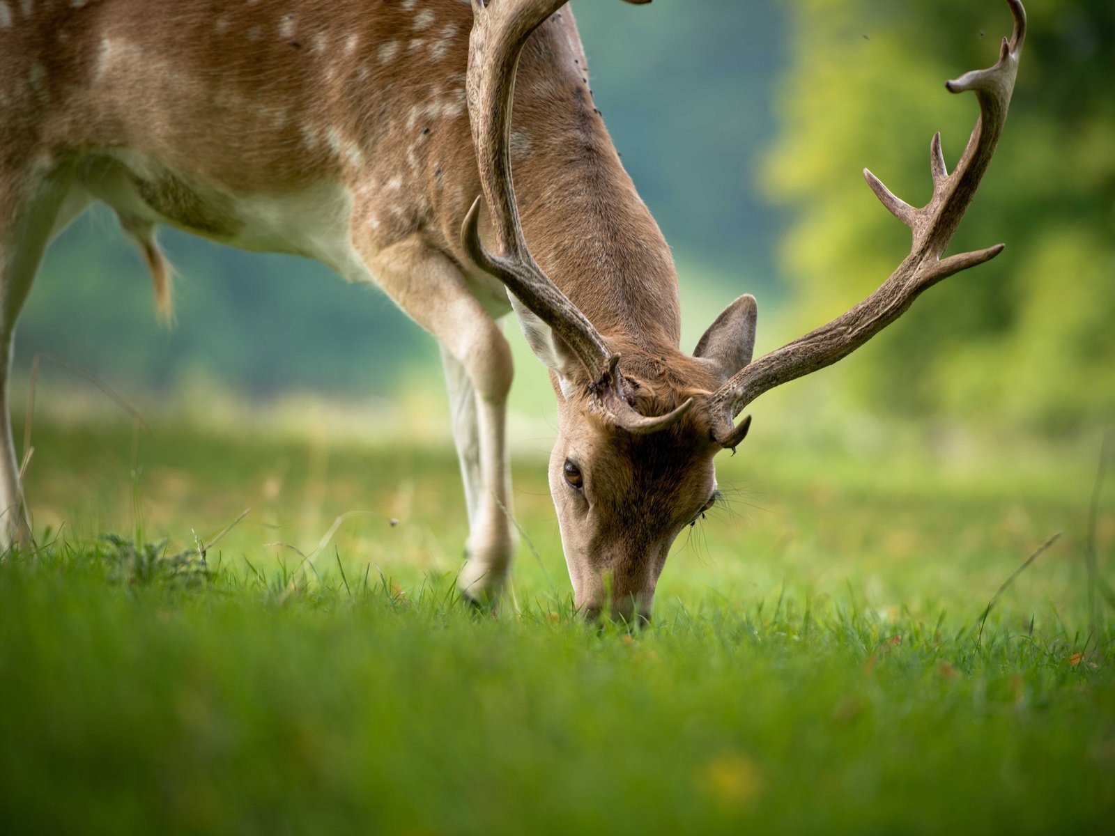 Обои трава, природа, олень, животные, лето, рога, grass, nature, deer, animals, summer, horns разрешение 2044x1362 Загрузить