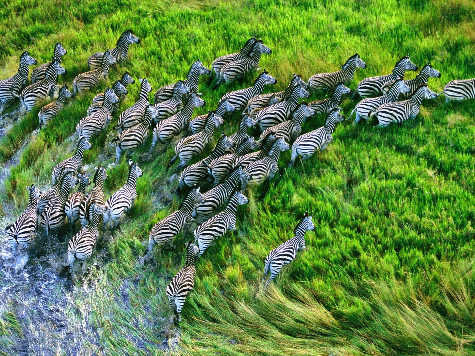 Обои трава, вид сверху, бег, стадо, зебры, grass, the view from the top, running, the herd, zebra разрешение 3200x2000 Загрузить