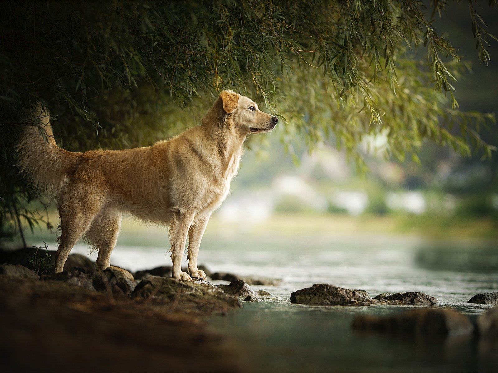 Обои река, камни, собака, течение, золотистый ретривер, amara, river, stones, dog, for, golden retriever разрешение 2048x1337 Загрузить